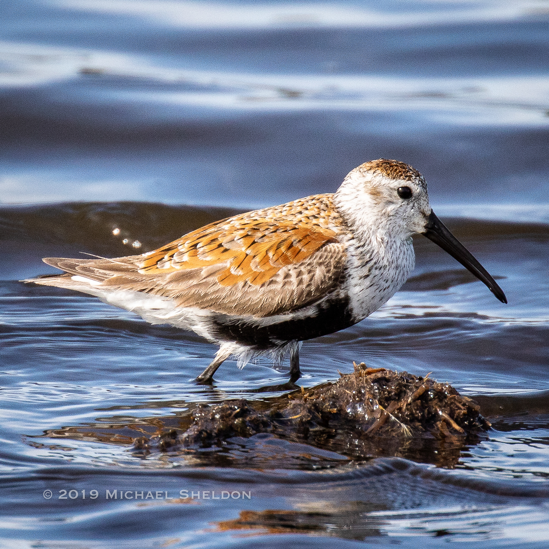 Dunlin in breeding plumage