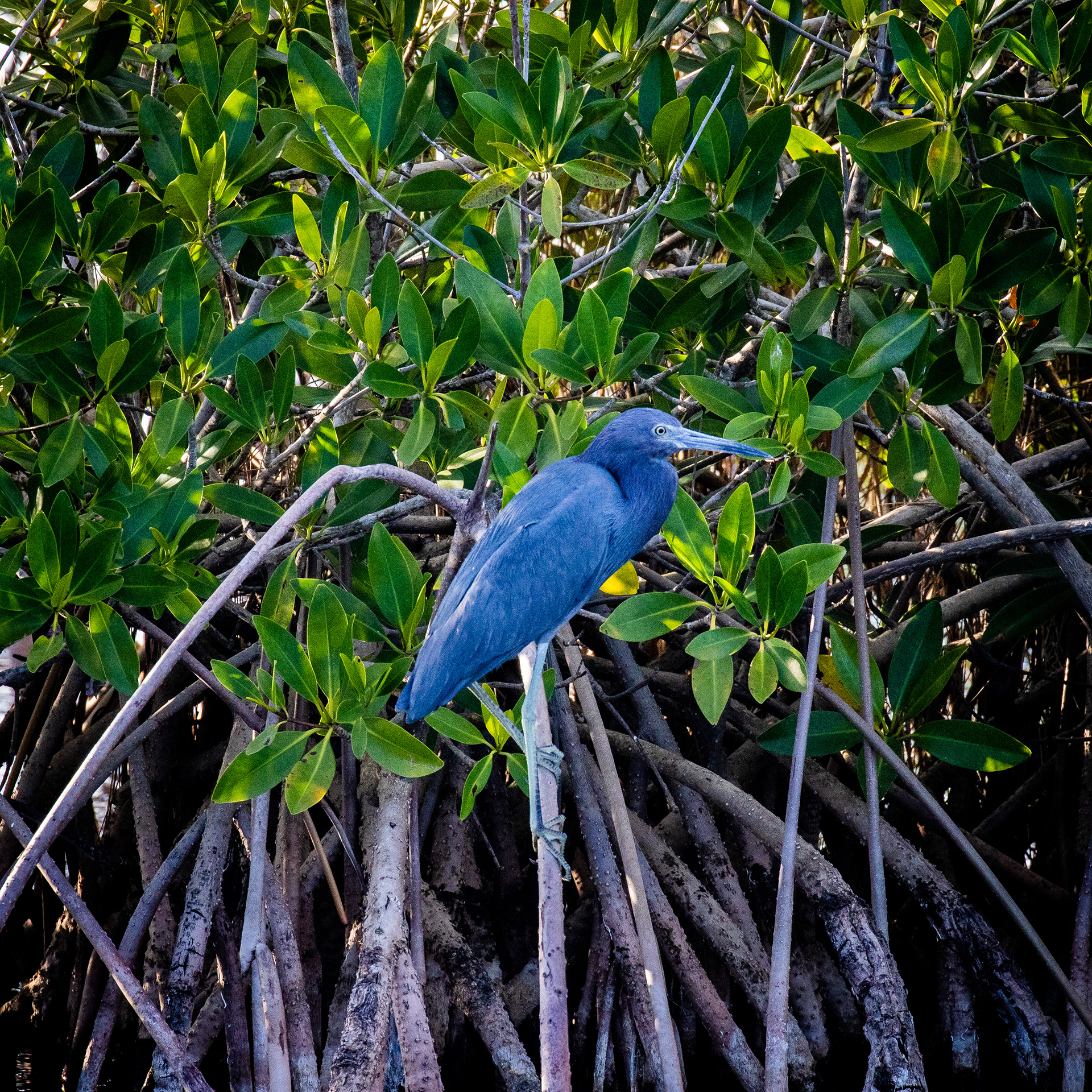 Little Blue Heron in Mangroves