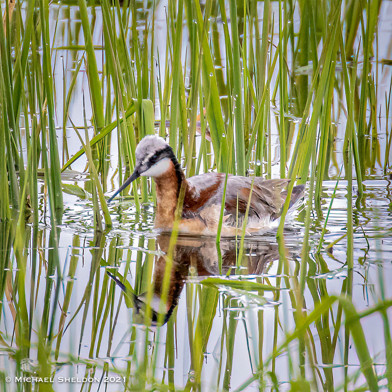 Wilson's Phalarope