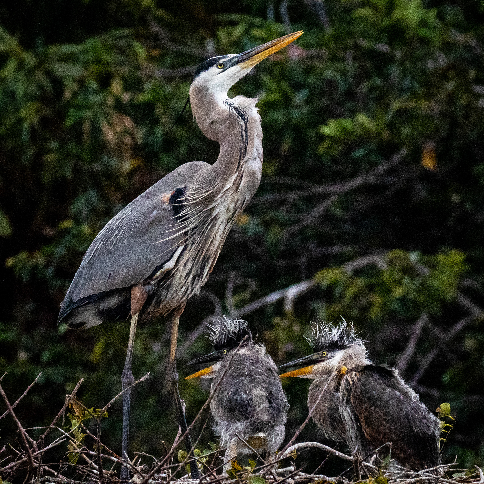 Great Blue Heron and chicks