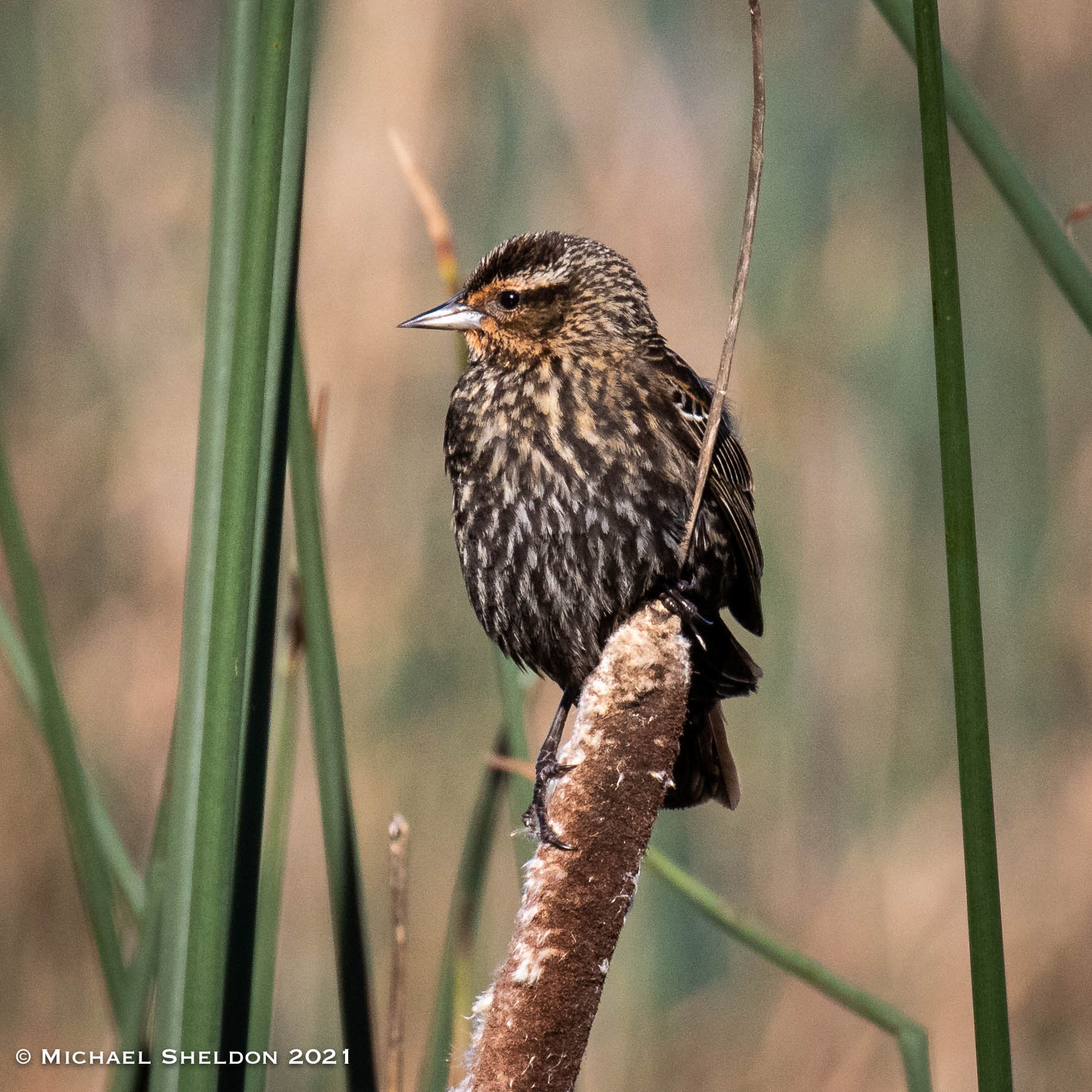 Red-winged Blackbird