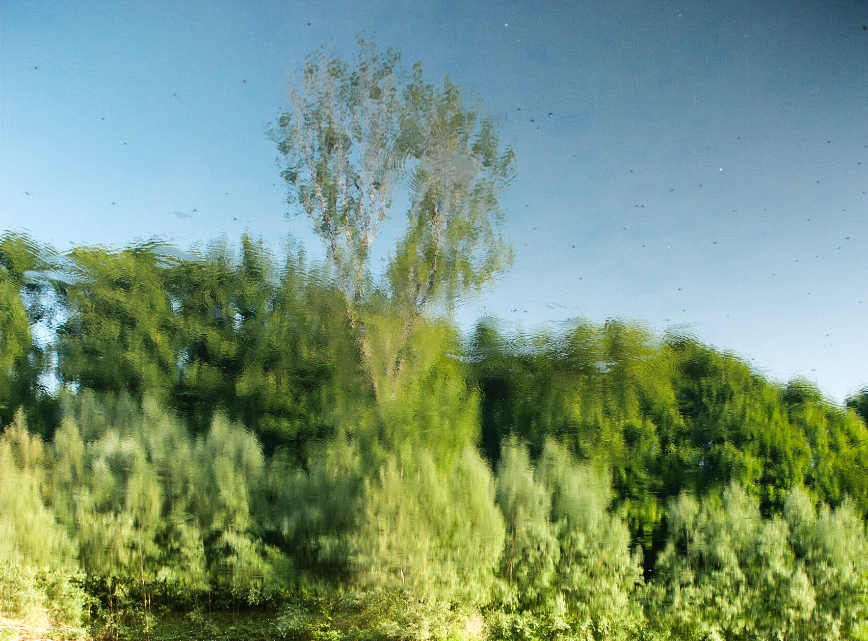 Reflection of willows