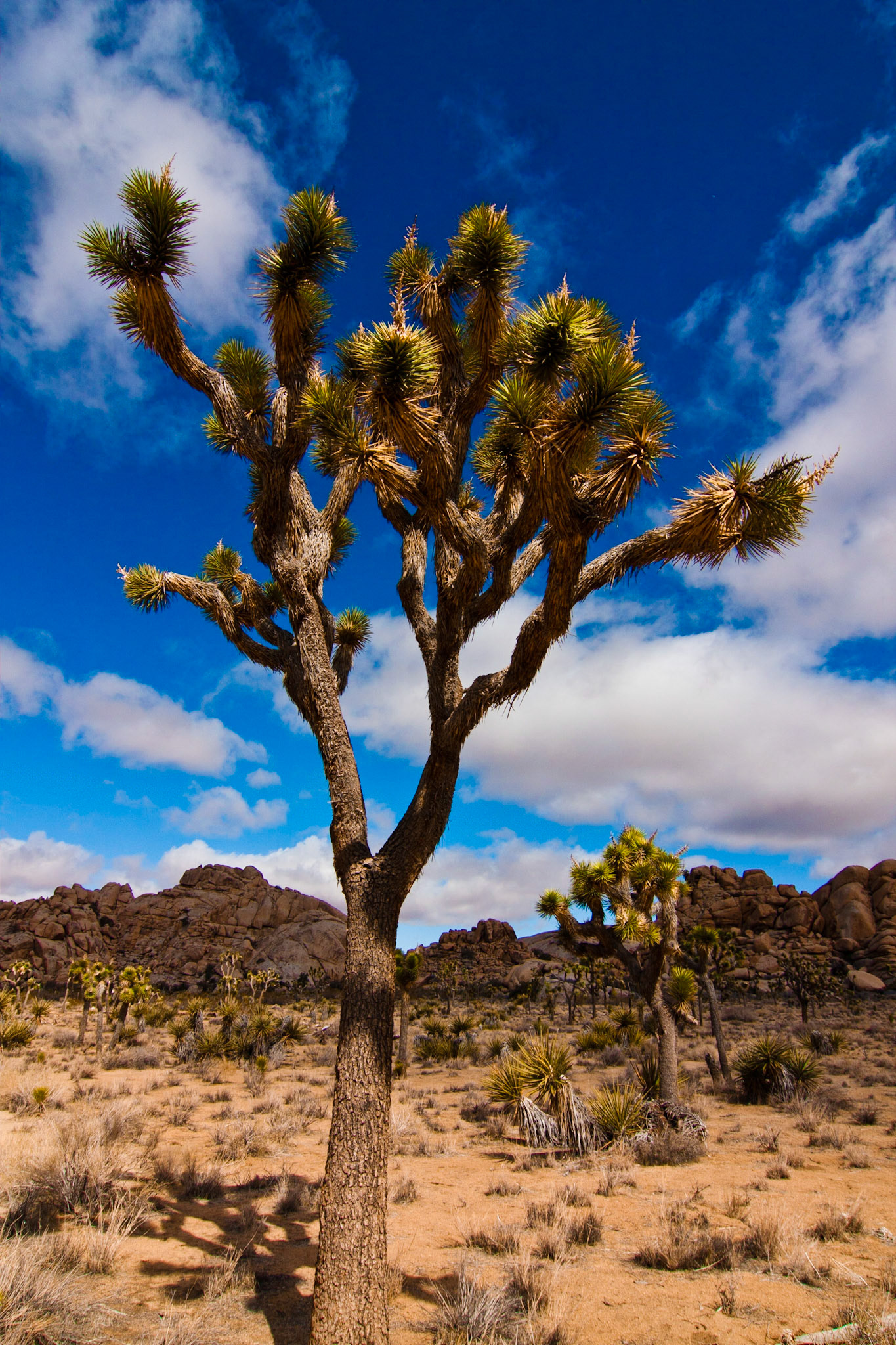 Joshua Tree
