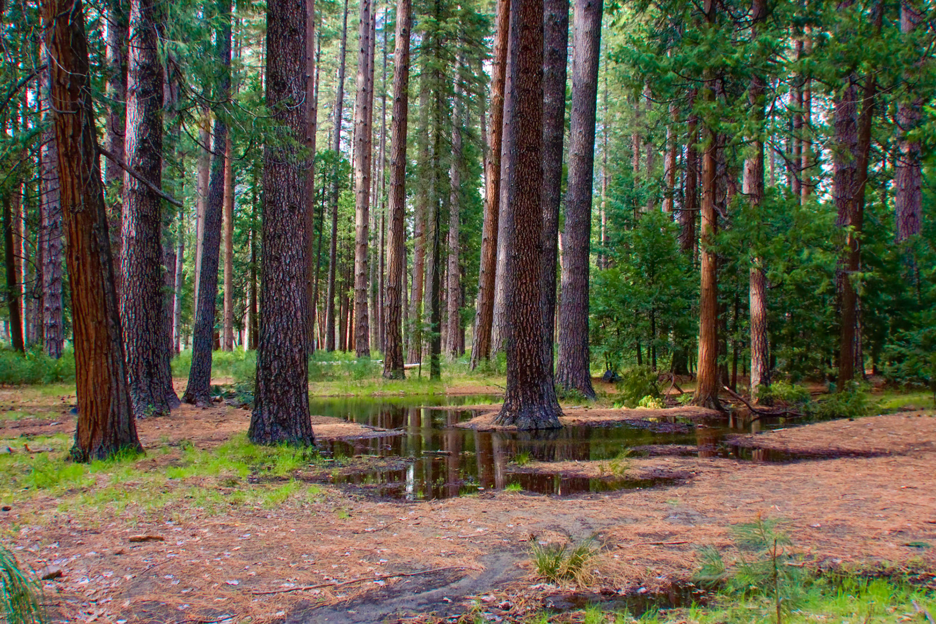 Valley Floor