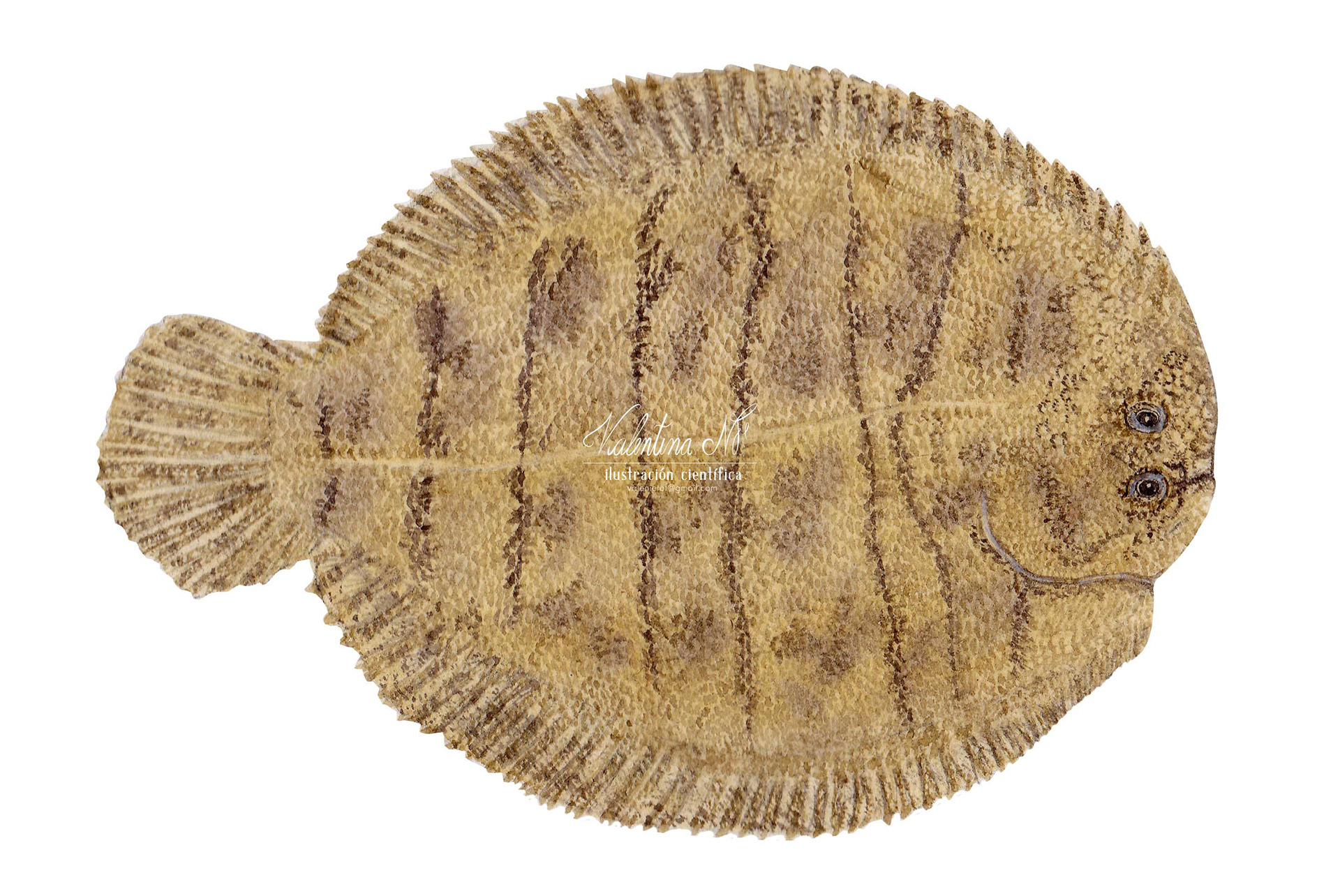 Achirus mazatlanus