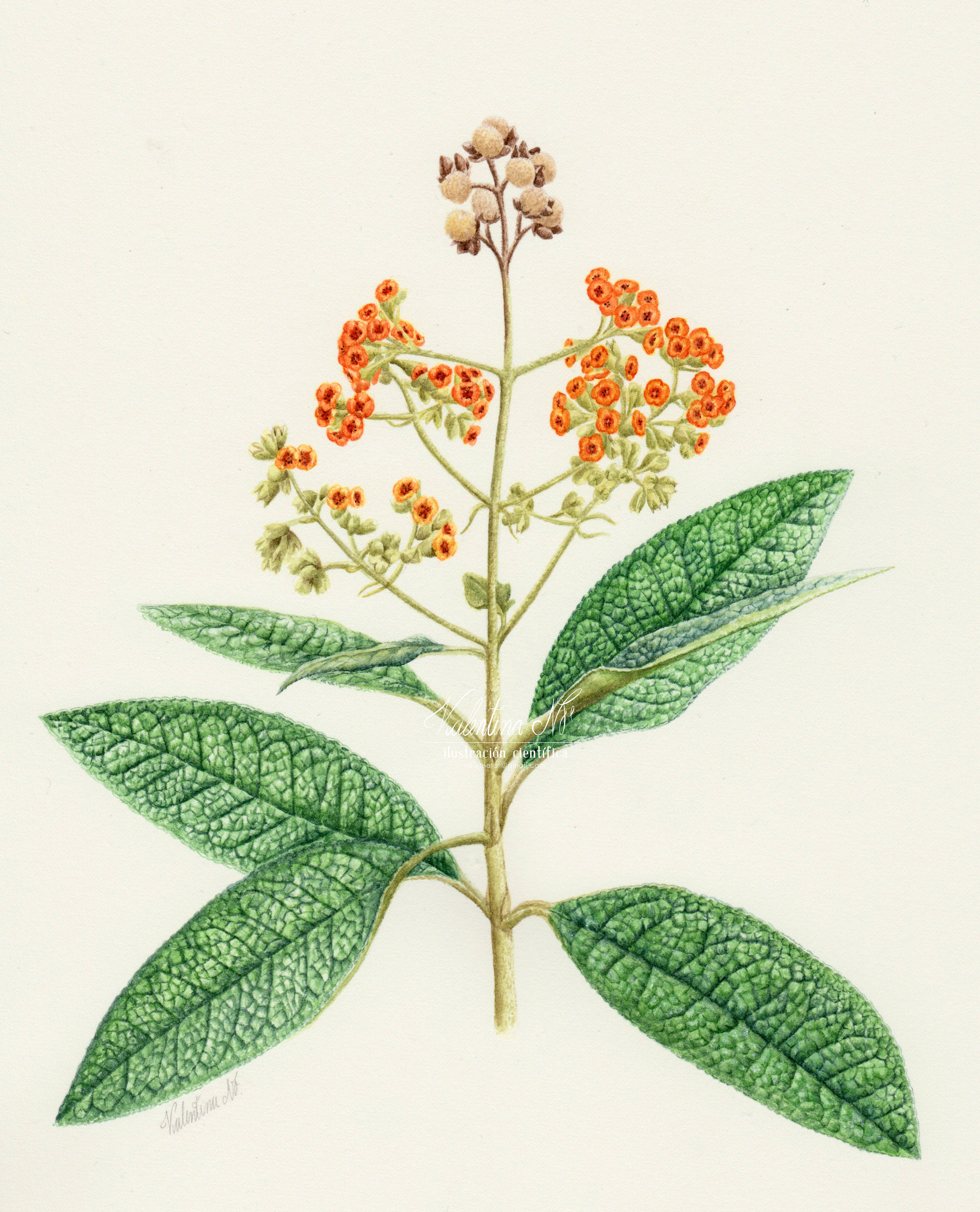 Buddleja incana