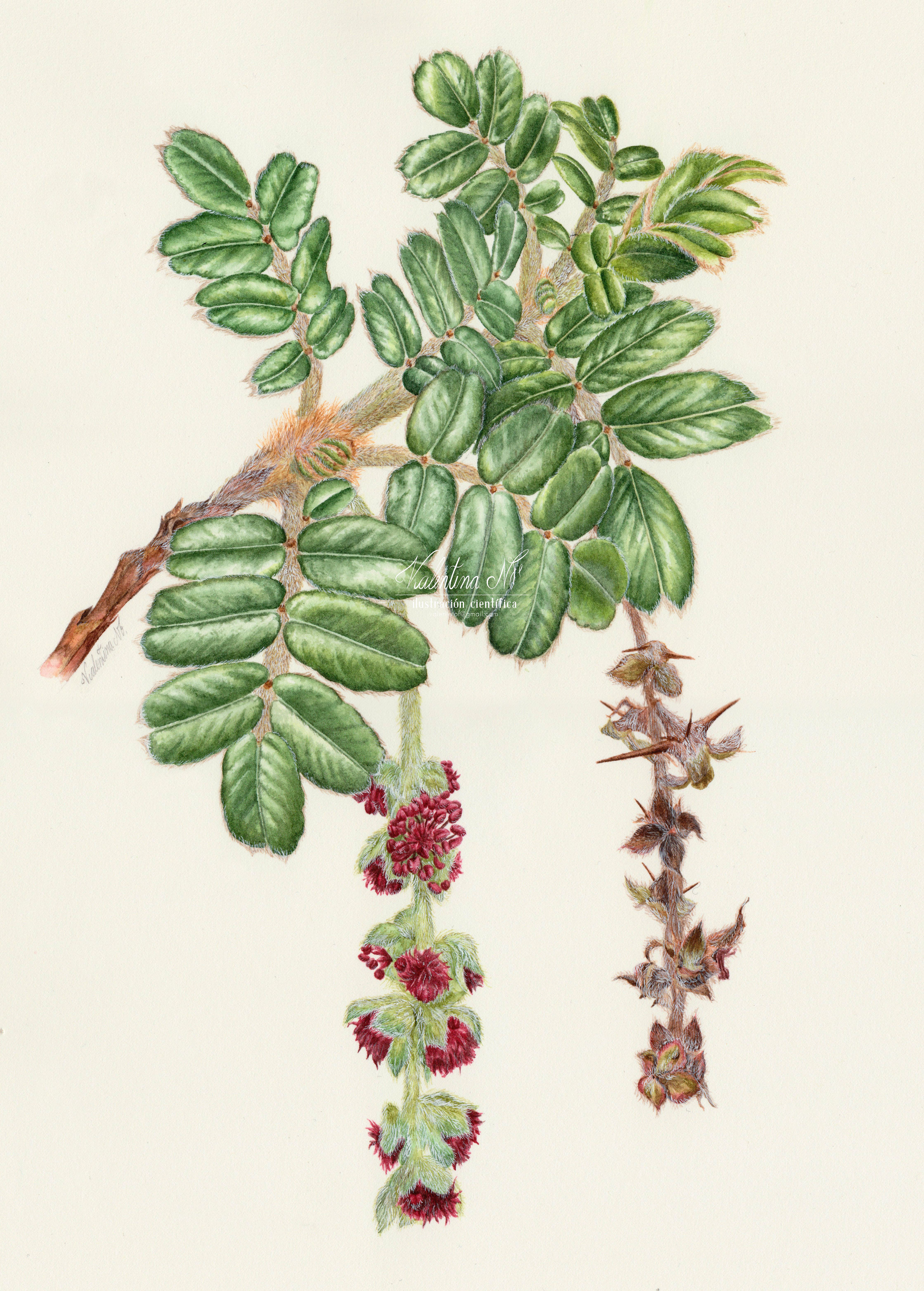 Polylepis quadrijuga