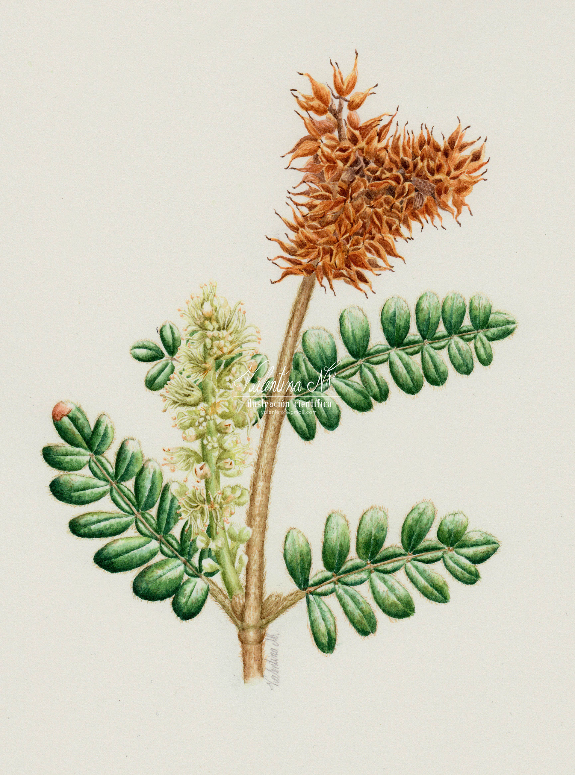 Weinnmania tomentosa