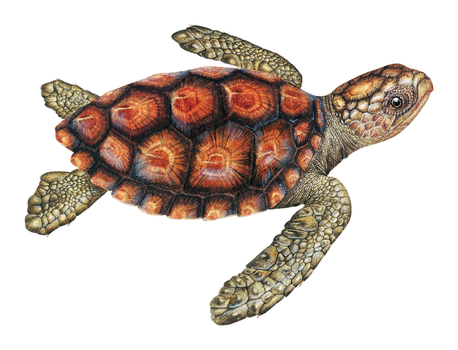 Caretta caretta (juvenil)