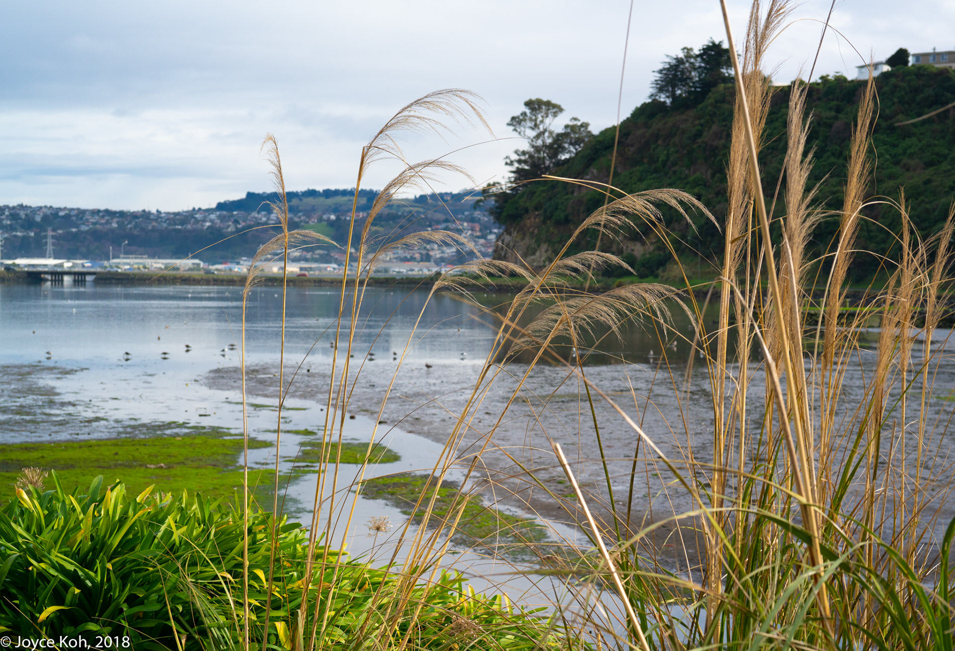 Dunedin New Zealand Photos Anderson's Bay Inlet
