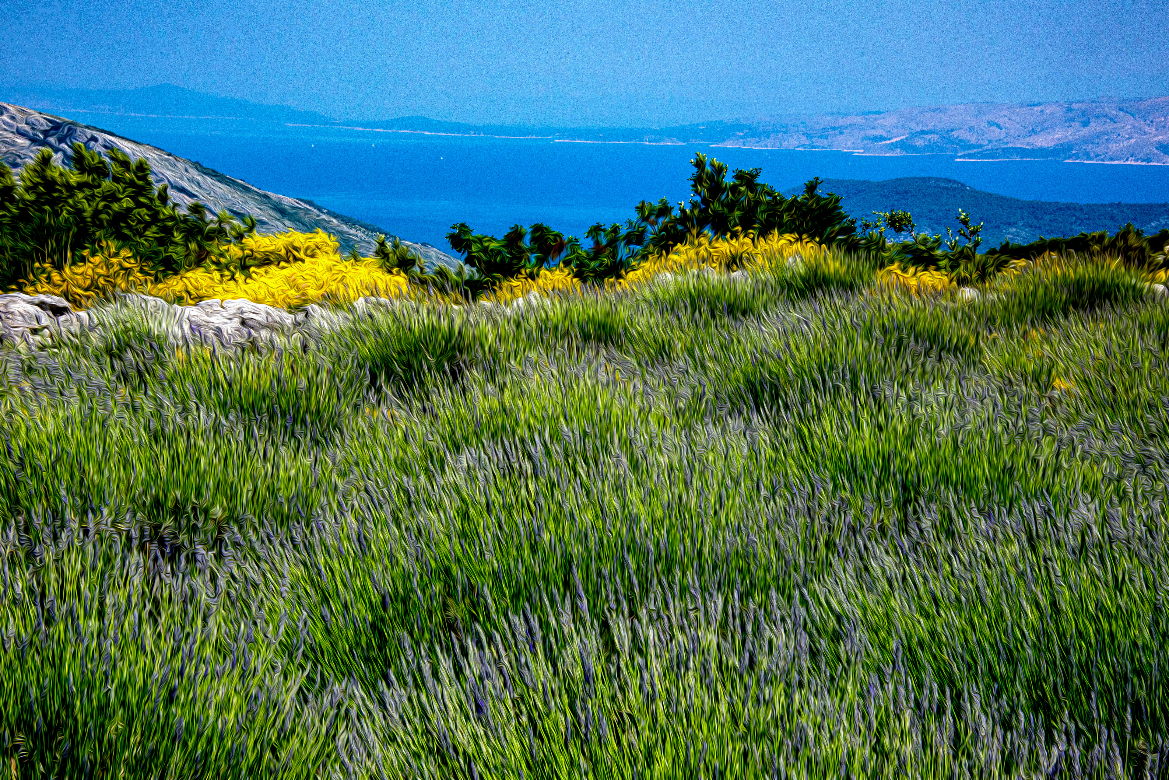 Fields of Lavender (and Gold). Hvar, Croatia. ©2016, Corey Sandler