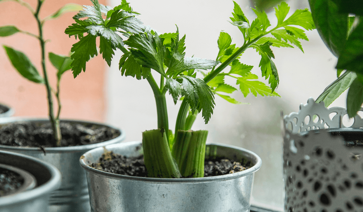 Image of small metal pot containing sprouting celery plant that has been regrown from a stalk