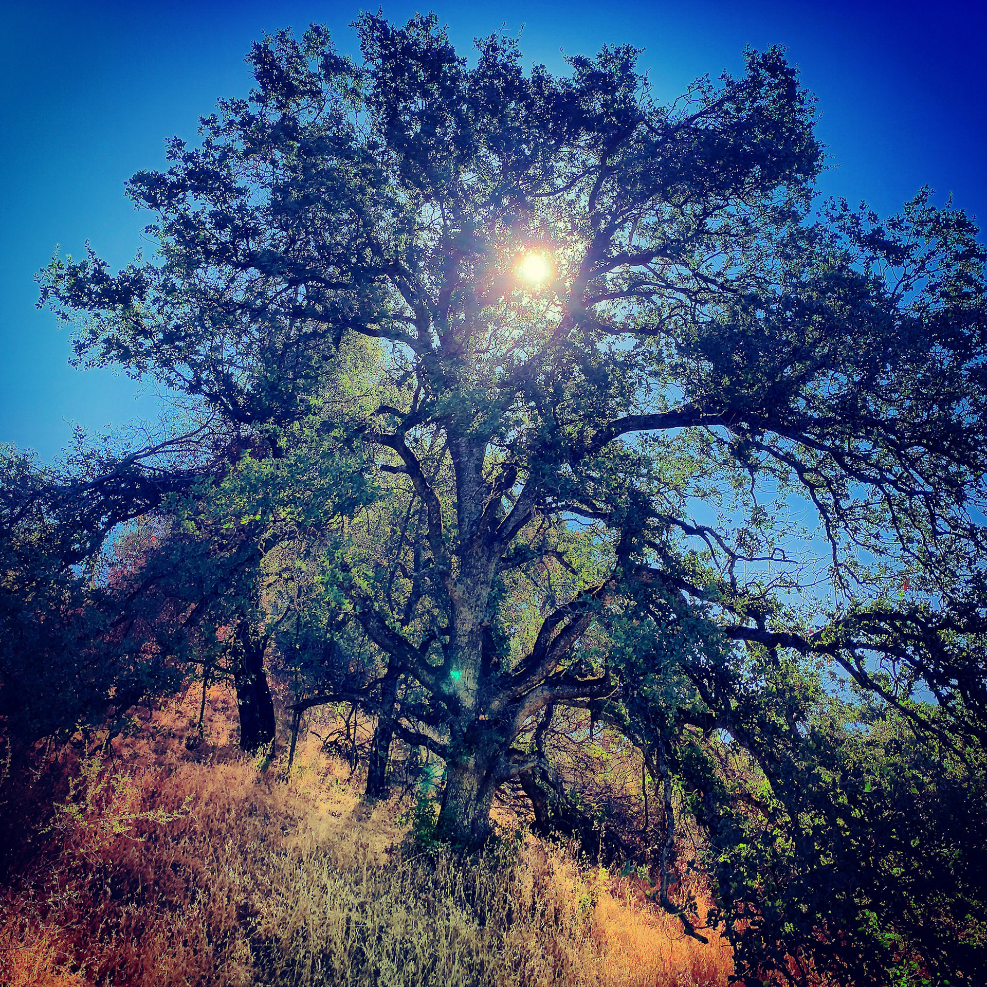 Blue Oak, Early Morning