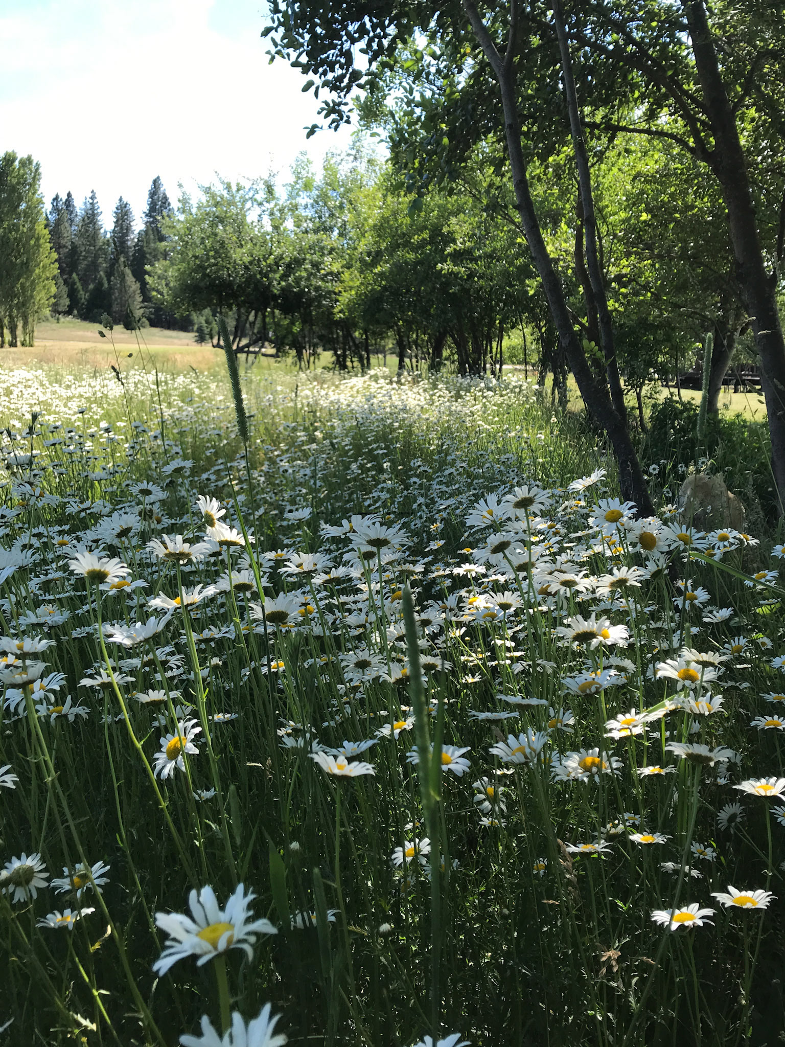 Shasta Daisies