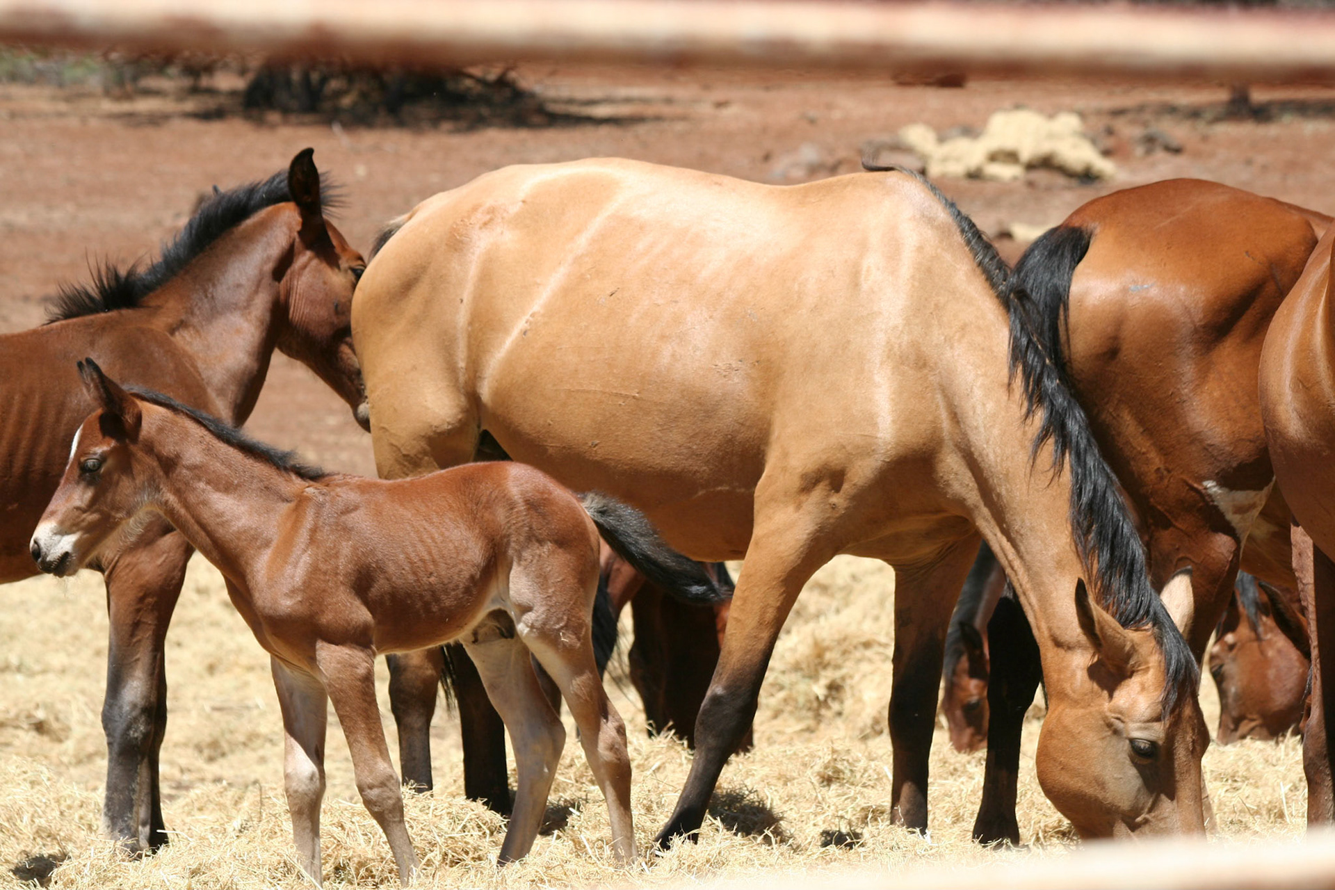 Wild Horses, Manton, CA