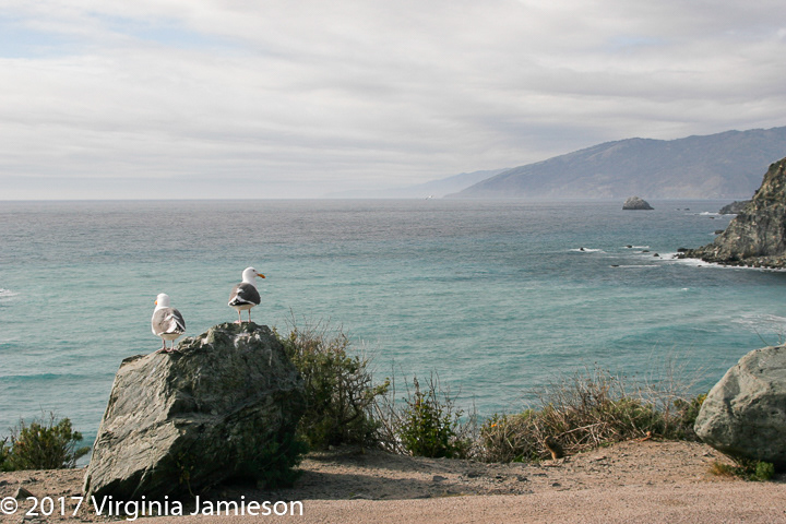 Seal gulls on California coast; UA-92916515-1