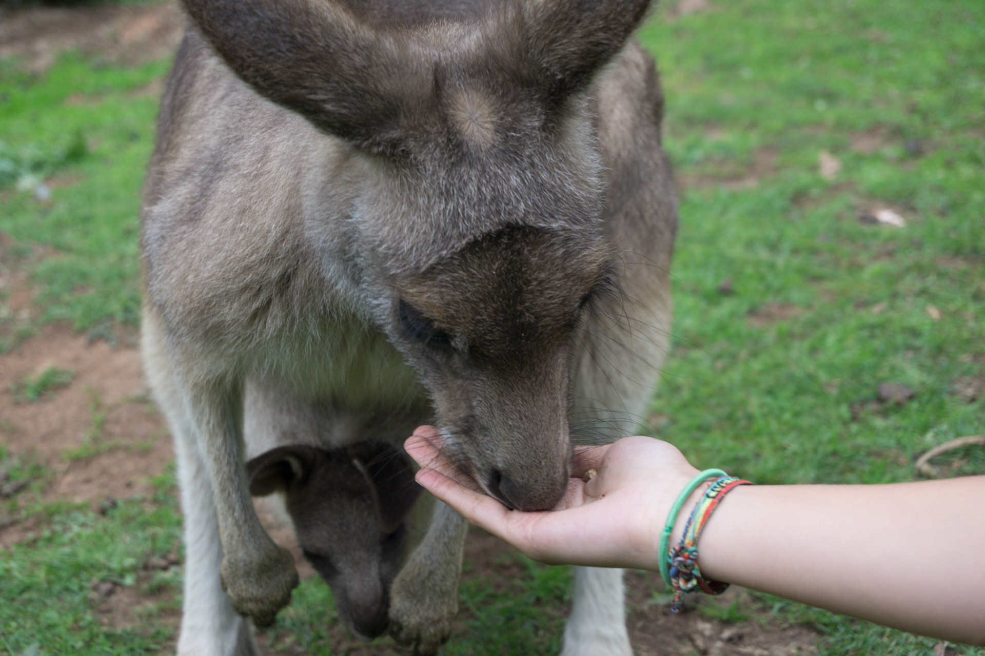 Kangourous et son bébé!