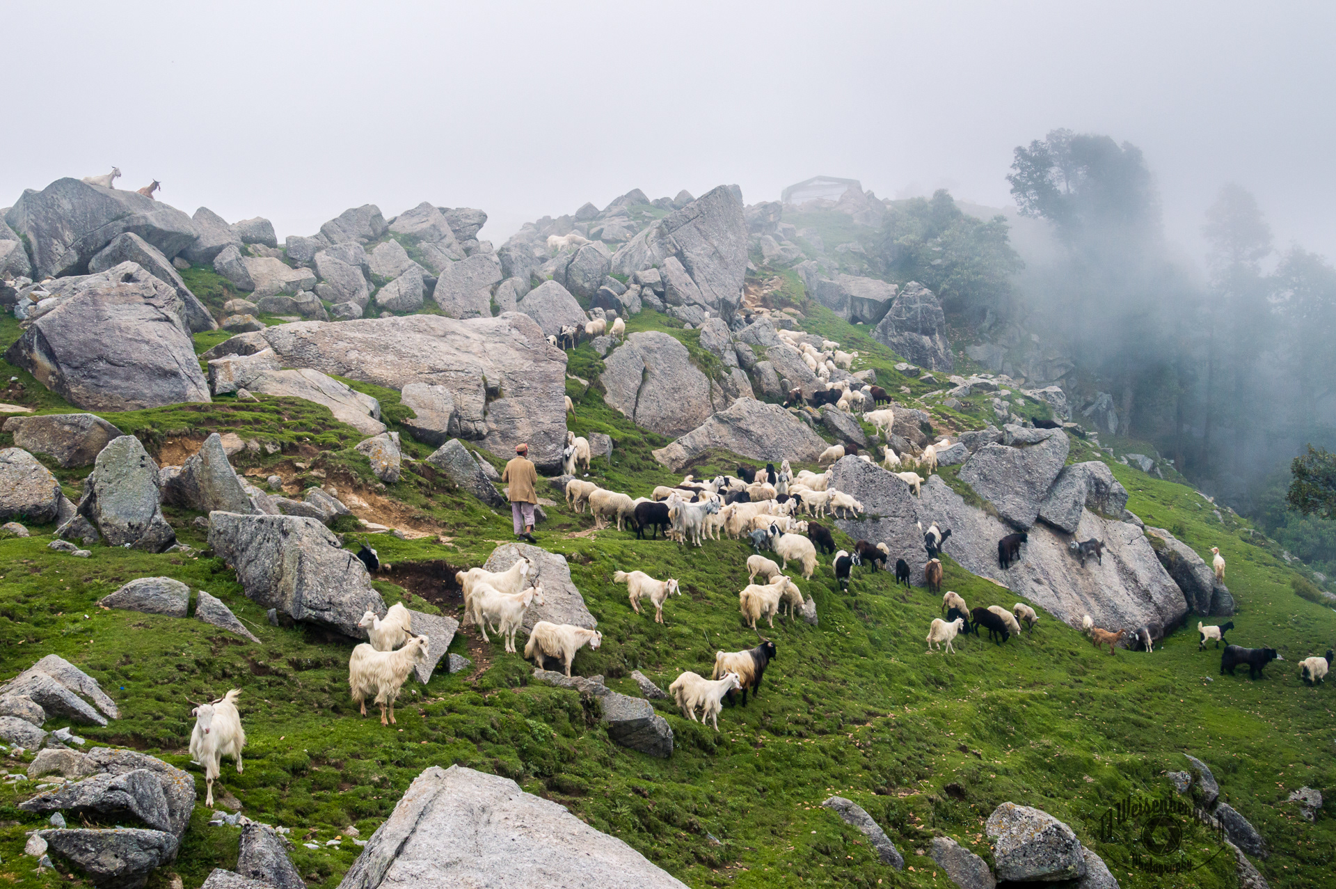 Goatherd and Goats Graze on Triund Hill Station - Dharamsala, Himachal Pradesh, India; Adventure; Asia; Dharamsala; Dharmashala; Domestic Animals; Environment; Farm; Goat; Grass; Herd; Herding; Hiking; Hill; Hill Station; Himachal Pradesh; Himalayas; Horizontal; India; Kangra; Landscape - Scenery; Large Group Of Animals; Livestock; Mammal; Mount; Mountain; Non-Urban Scene; Pasture; People; Photography; Rural Scene; Sky; Tourism; Travel; Triund; animal; nature; outdoors; rural; T.J.; TJ; Weiseberger