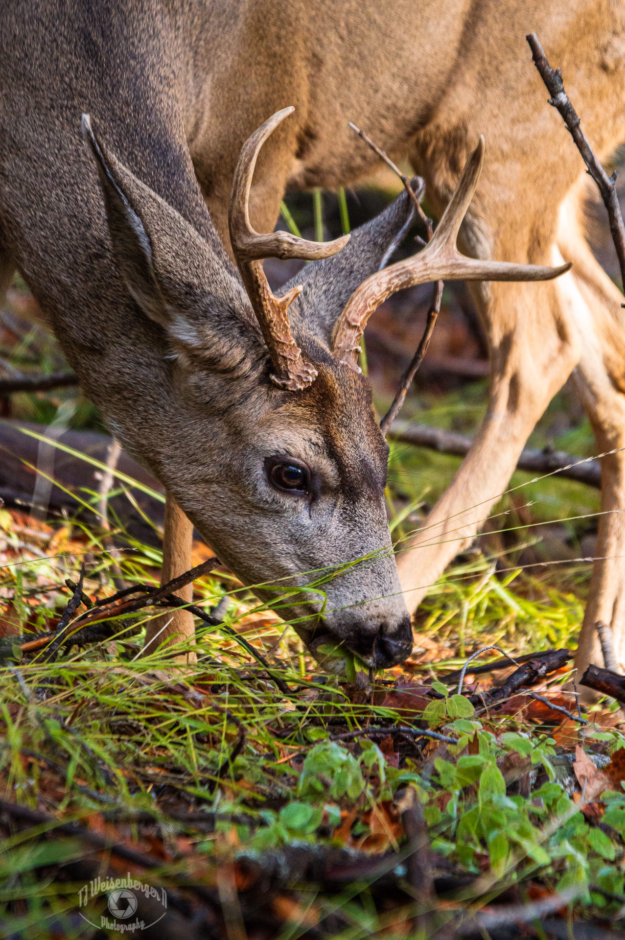Mule Deer Grazing, Yosemite Valley, Yosemite National Park - California, United States; Animal; Antlers; Big Game; Black; Black-tailed; Blacktail; Buck; California; Deer; Environment; Forest; Landscape; Landscape - Scenery; Mammal; Mountain; Mountains; Mule Deer; National Park; No People; Photography; Planet Earth; Scenics - Nature; Season; Sunny; Tourism; Travel; Travel Destinations; United States; Wild Animal; Yosemite; Yosemite Valley; close up; fauna; game; habitat; hunt; hunting; large; mule; mule deer buck; muley; national wildlife refuge; nature; odocoileus hemionus; outdoors; park; rut; species; stag; subspecies; tail; western; wild; wilderness; wildlife; wildlife photography; wildlife refuge; winter; woods; T.J.; TJ; Weiseberger