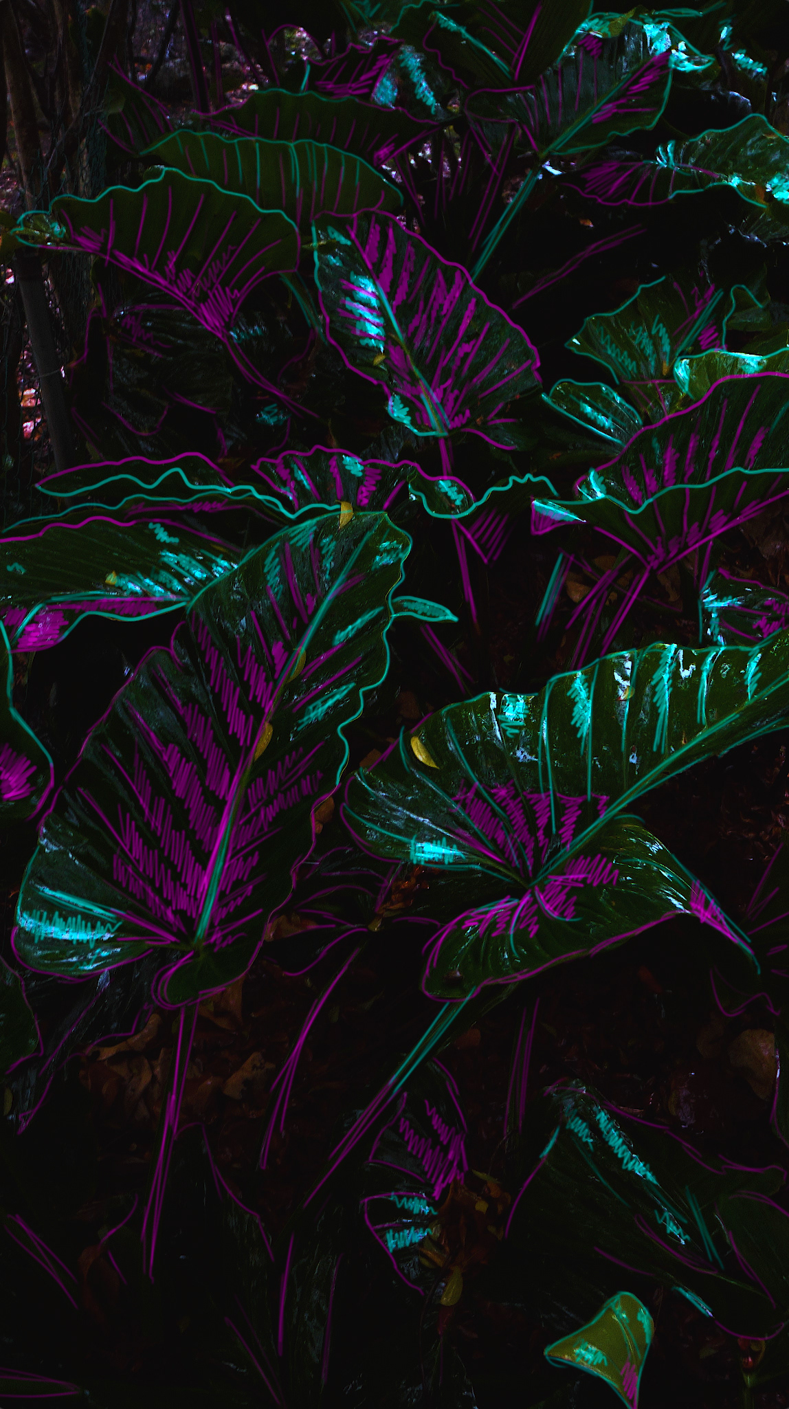 Dark Paradise
