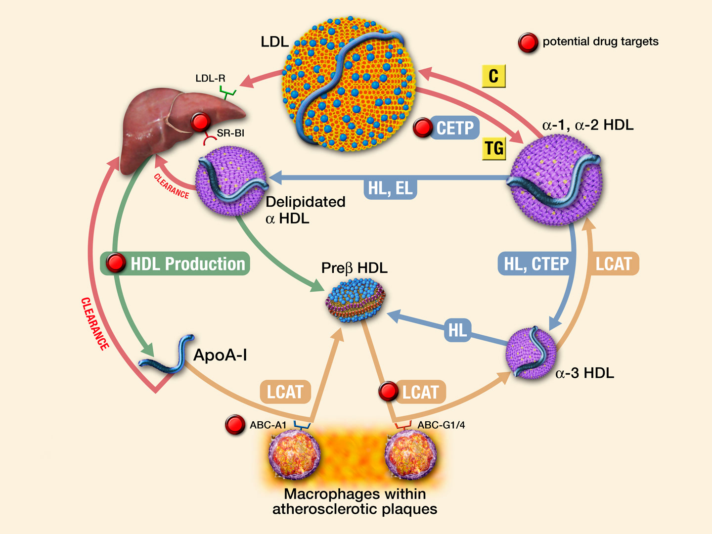 Hdl в биохимическом. HDL lipoproteins. LDL В биохимическом. LDL. Cholesterol transport.