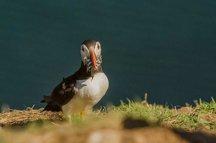 Sand Eel Puffin