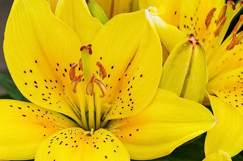 Yellow Lilies