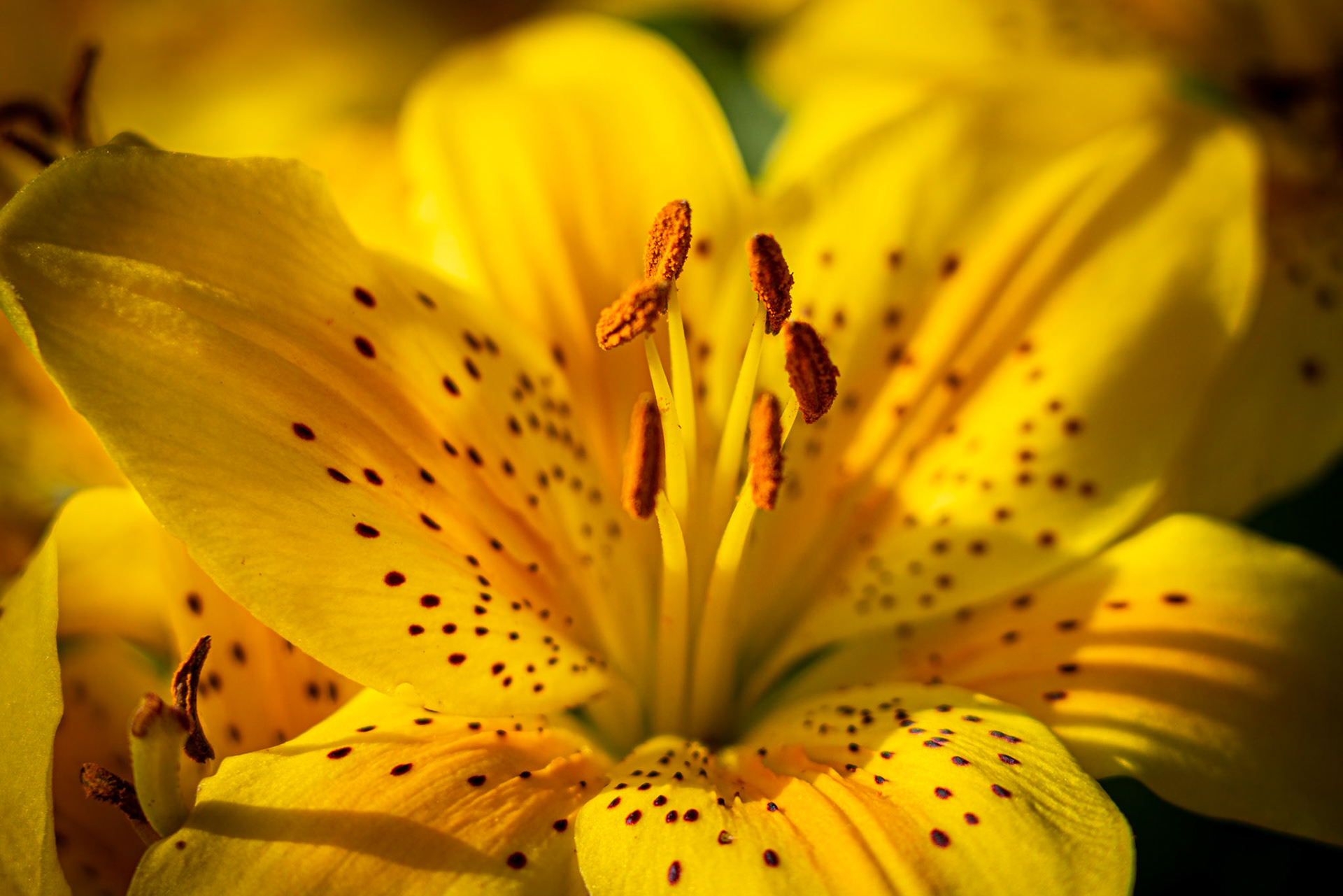 Close up Lillies