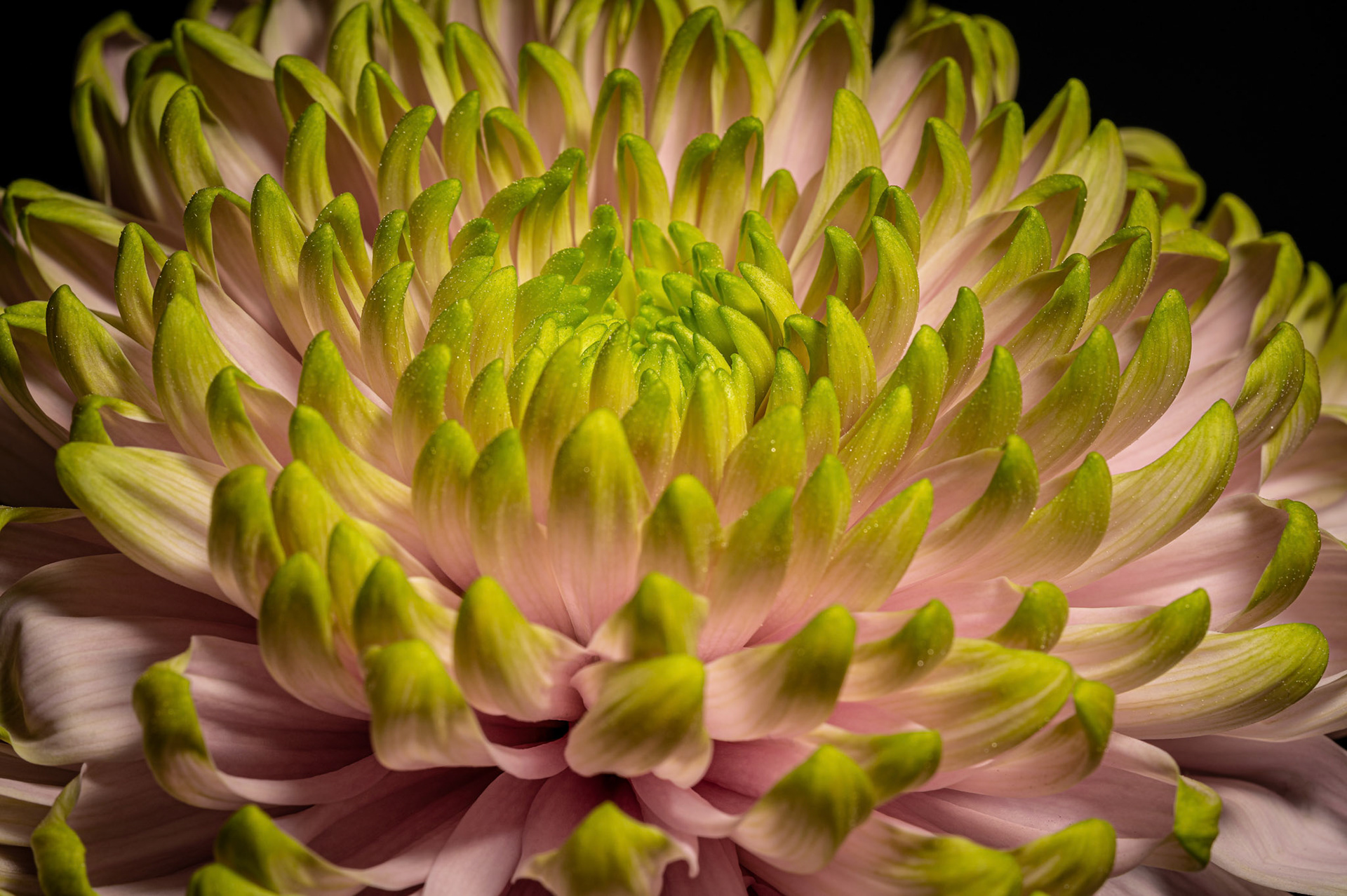Close up Chrysanthemum