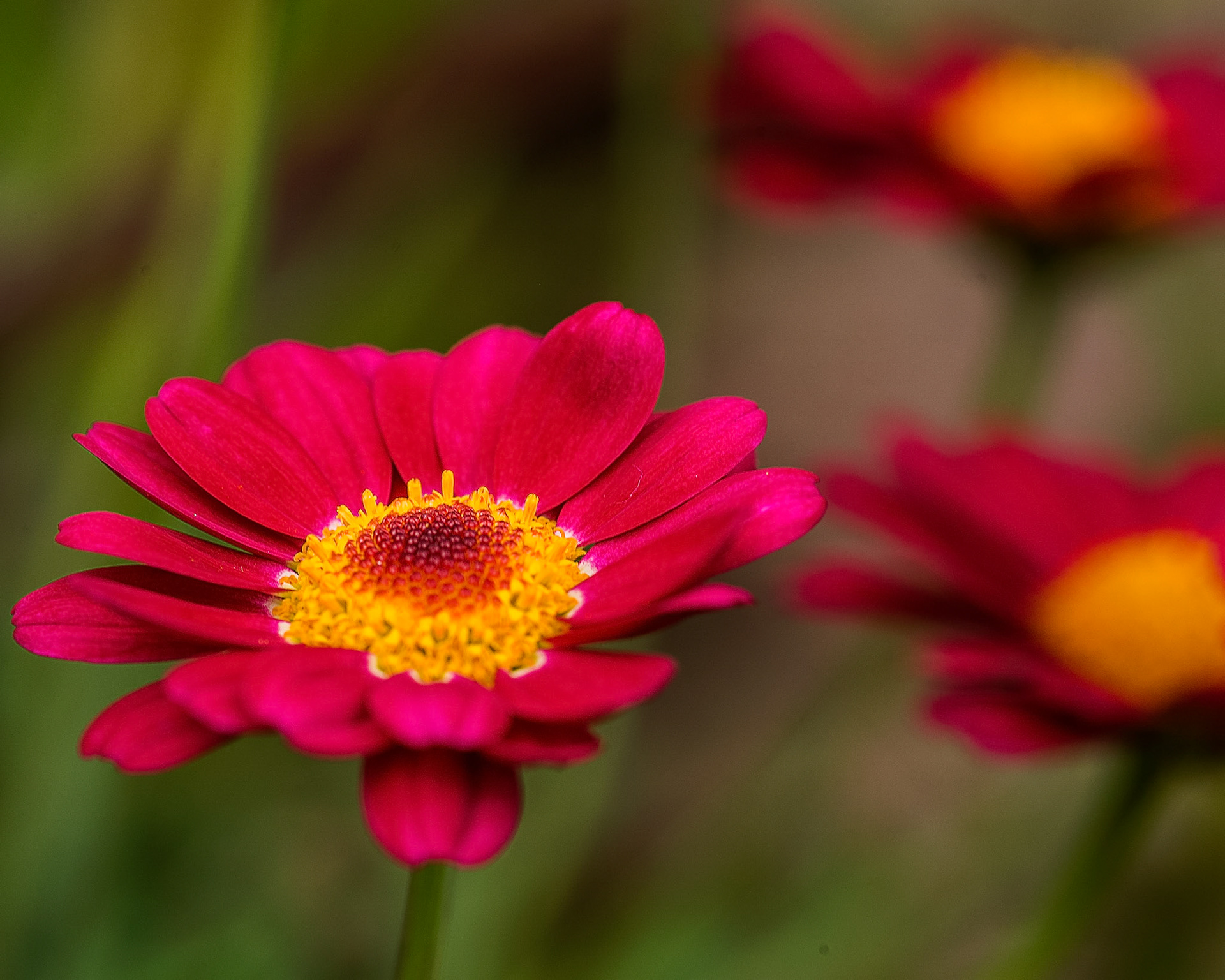 Pink Daisy
