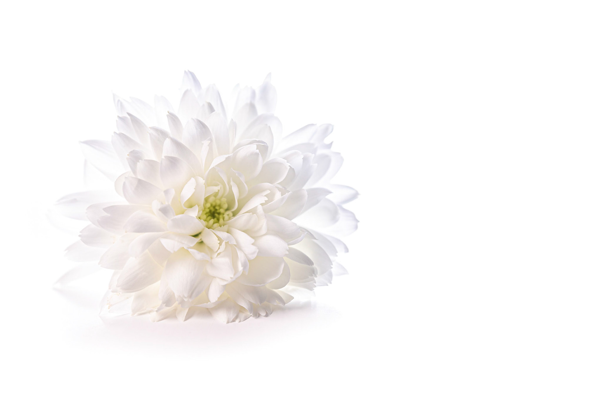 Chrysanthemum High Key