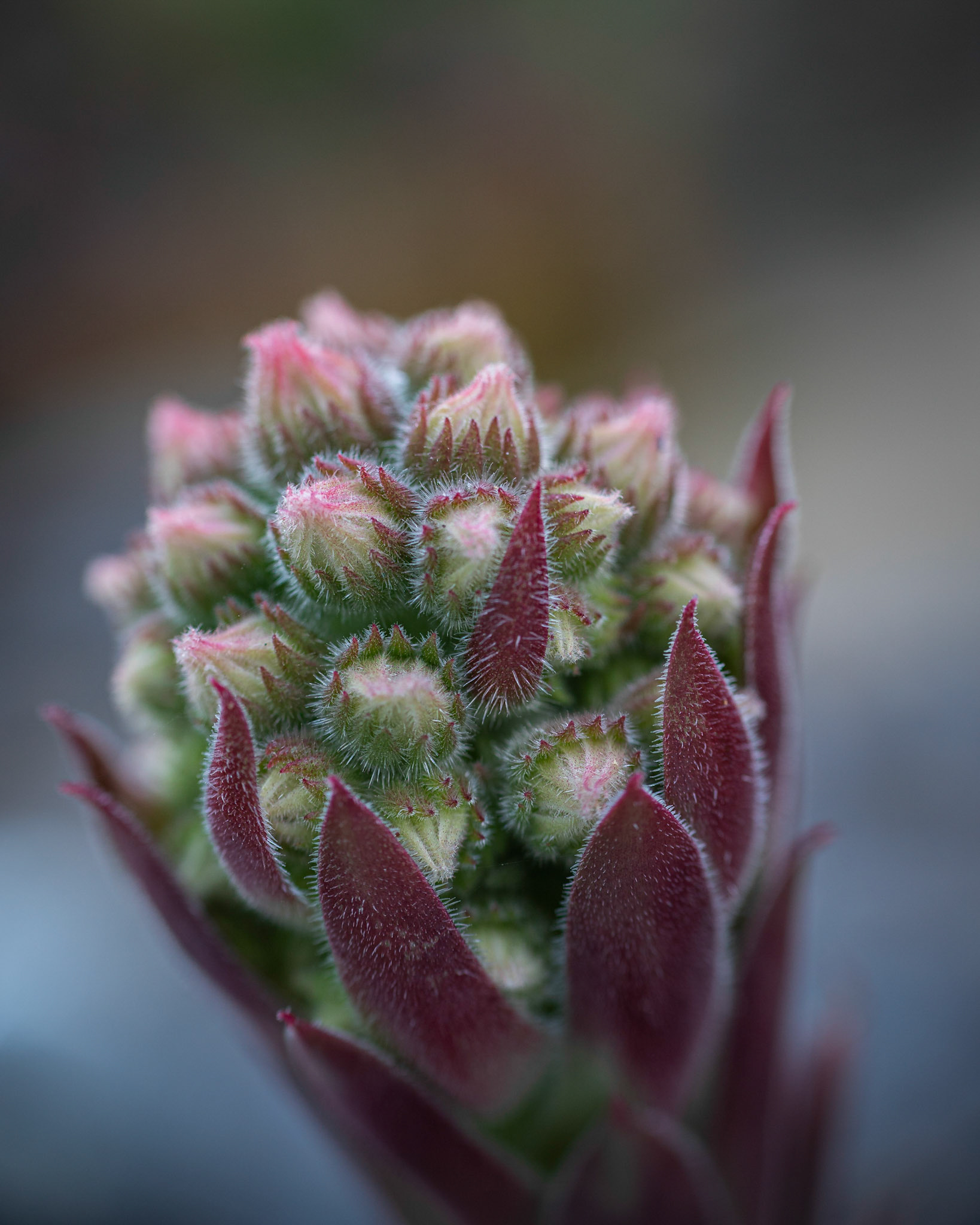 Sempervivum flower