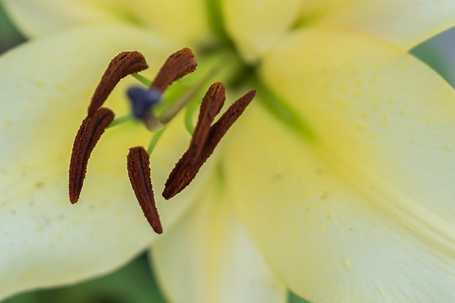 Liliy Close Up