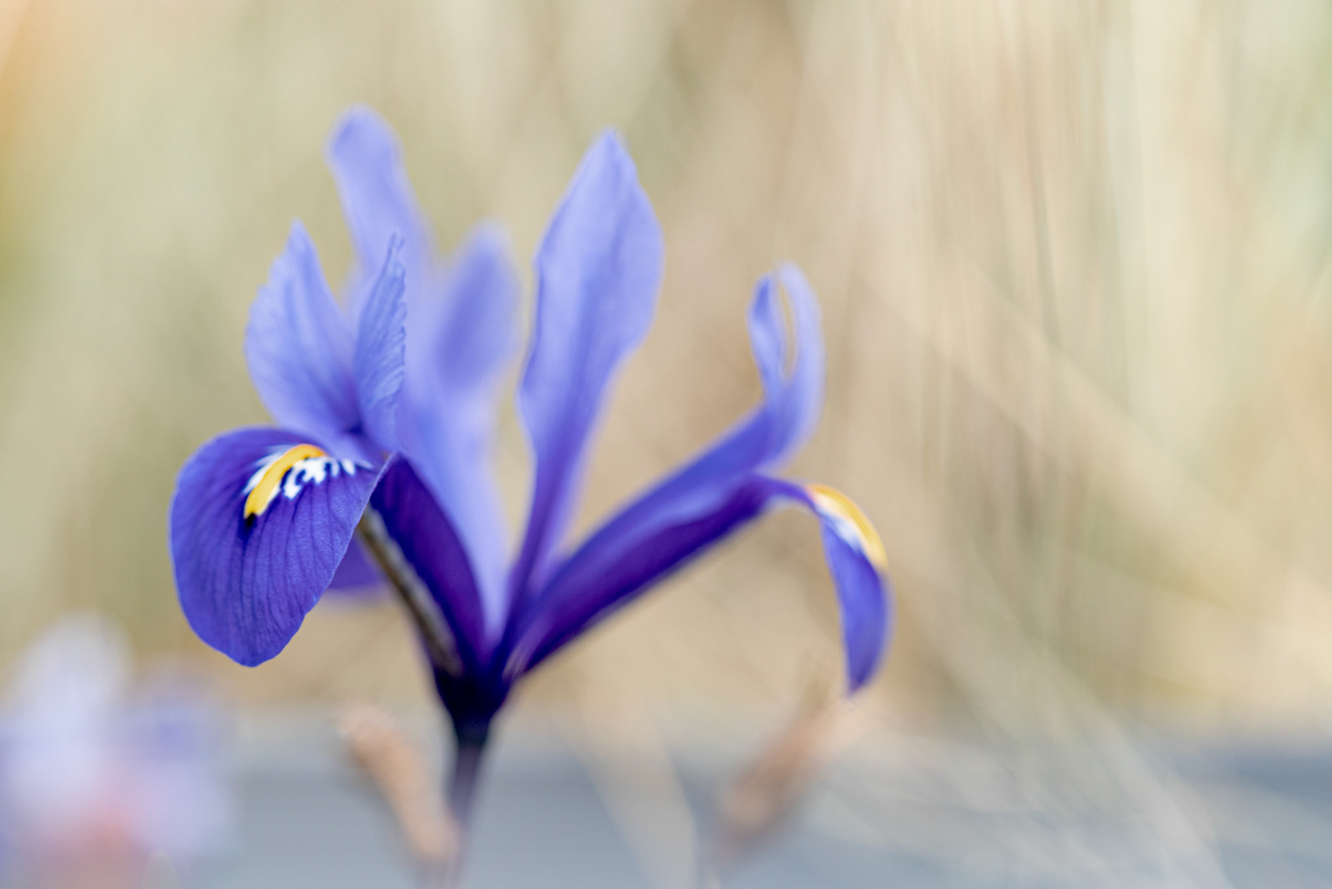 Iris