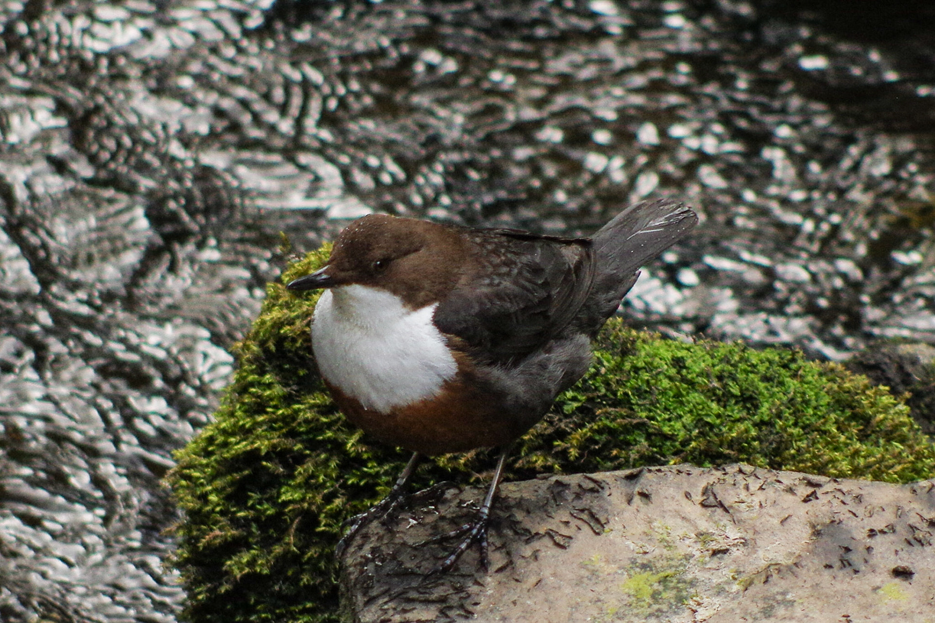 Dipper