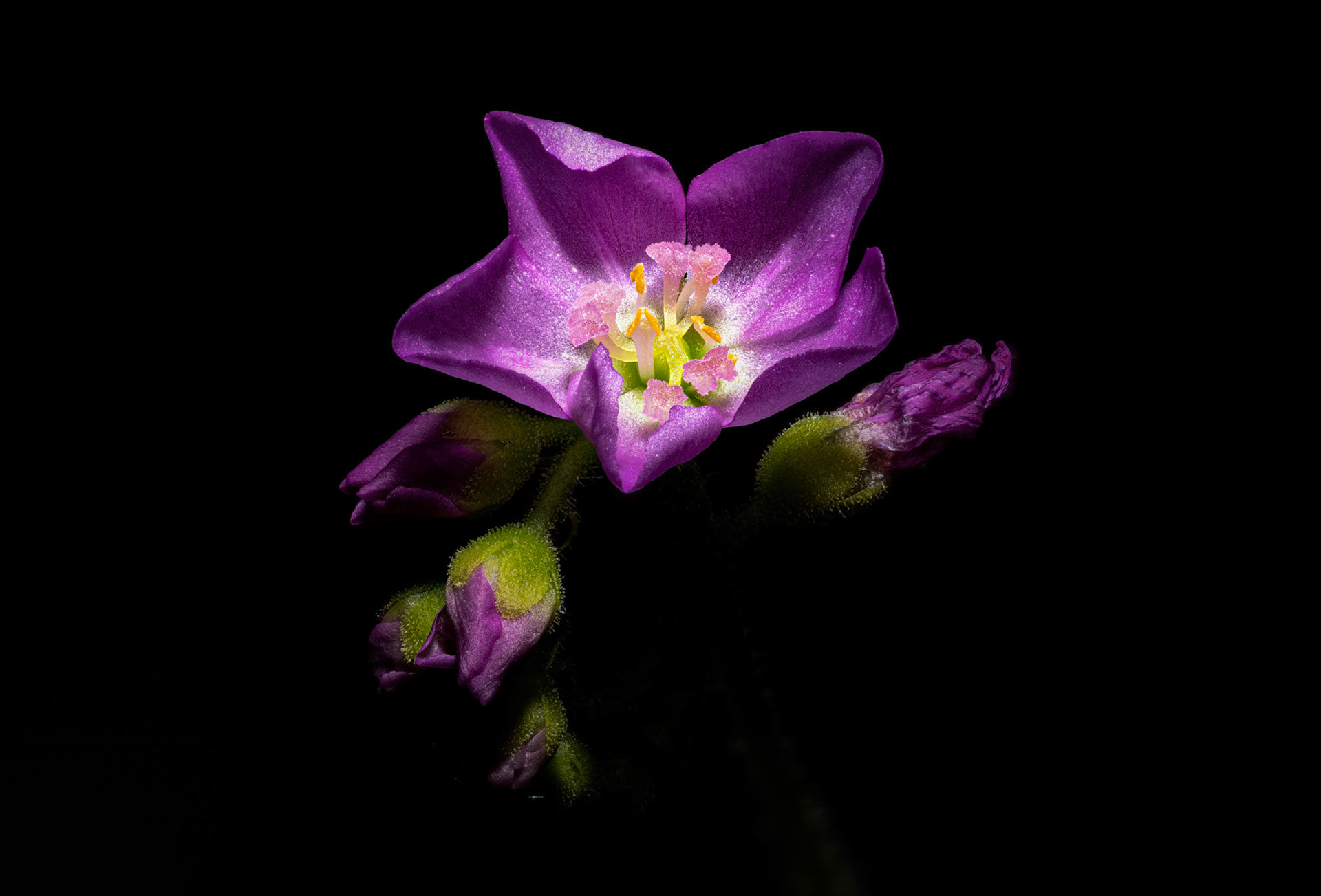 Drosera Capensis (Kap Sonnentau)
