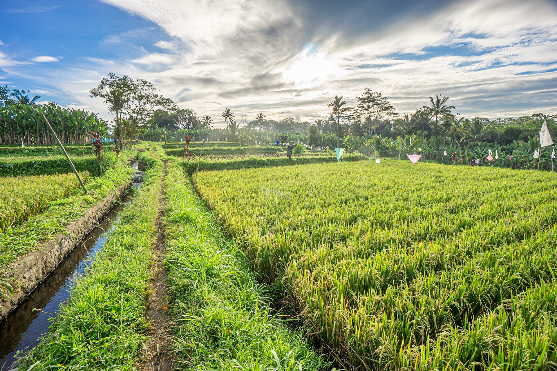 Bali | Rice Fields near Ubud