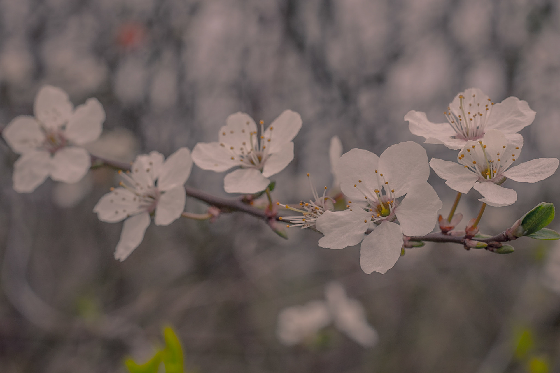Blüte