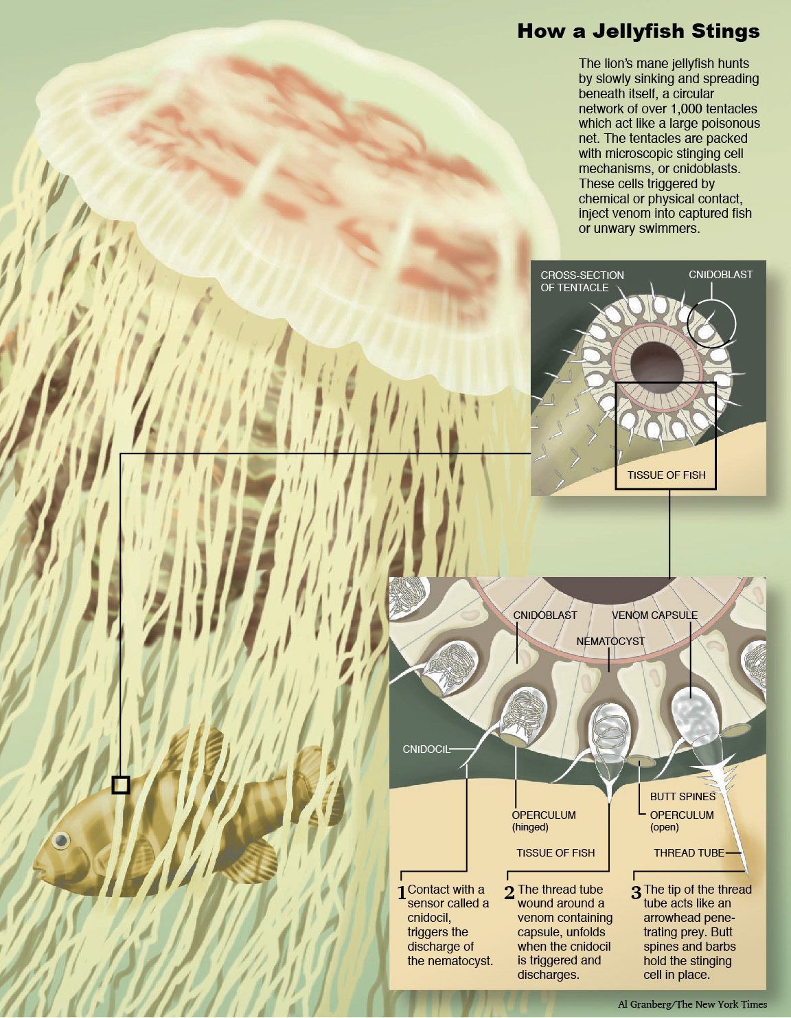 Close up view of the stinging mechanisms of a jellyfish. For The New York Times. 