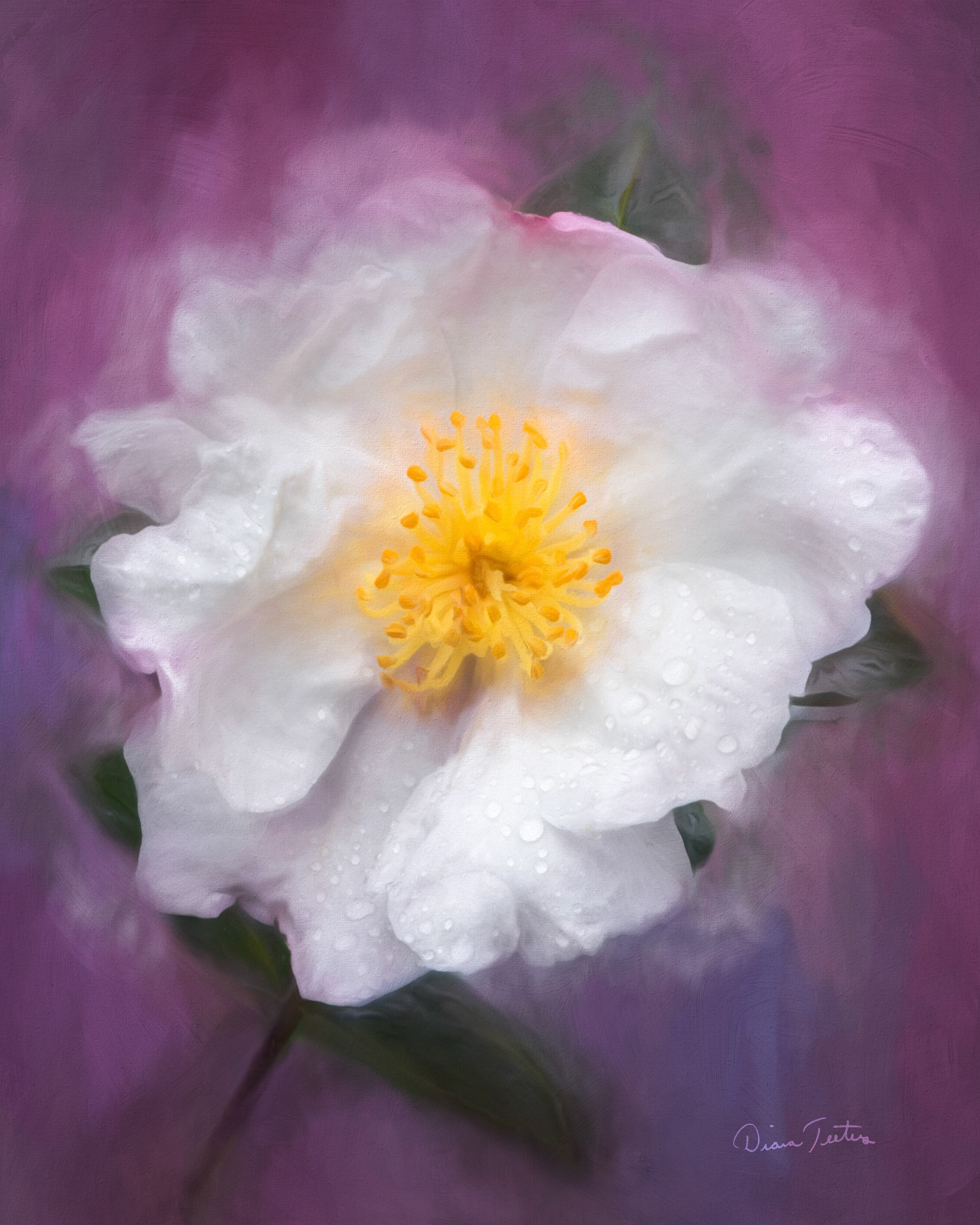 Paintograph of white camellia
