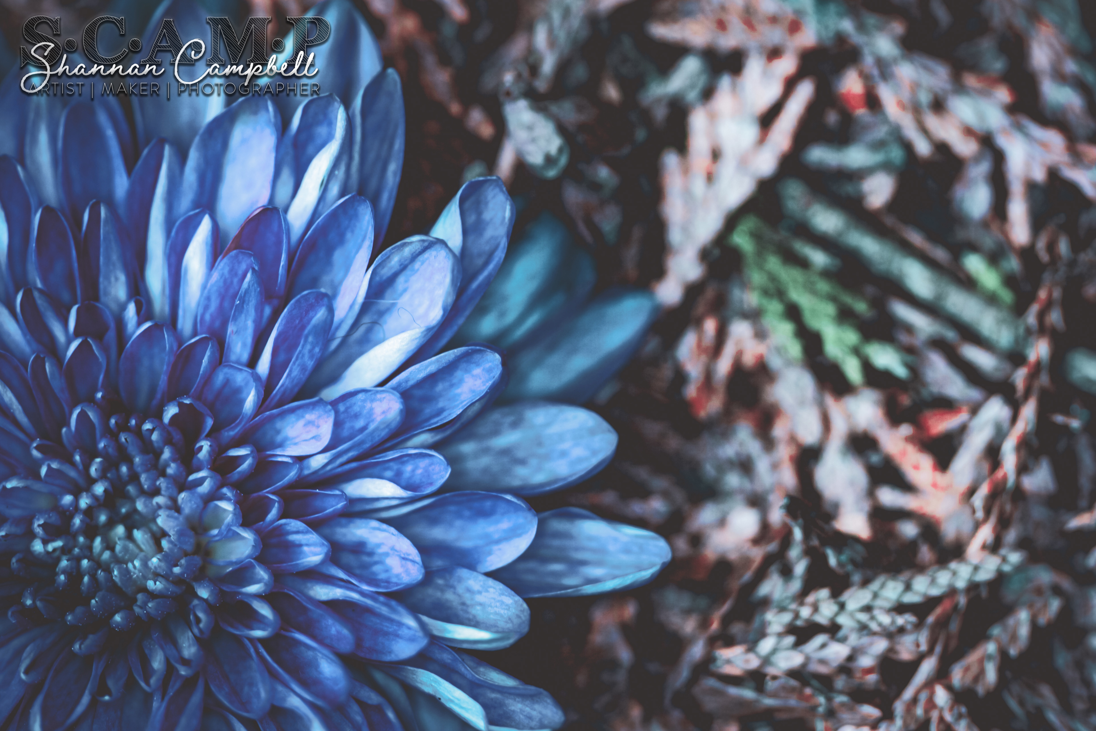 The first is closer, but the actual flower is pink.