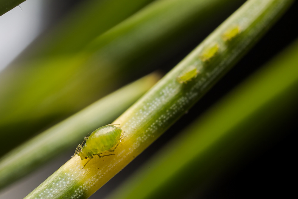 No.2 - Aphid with babies