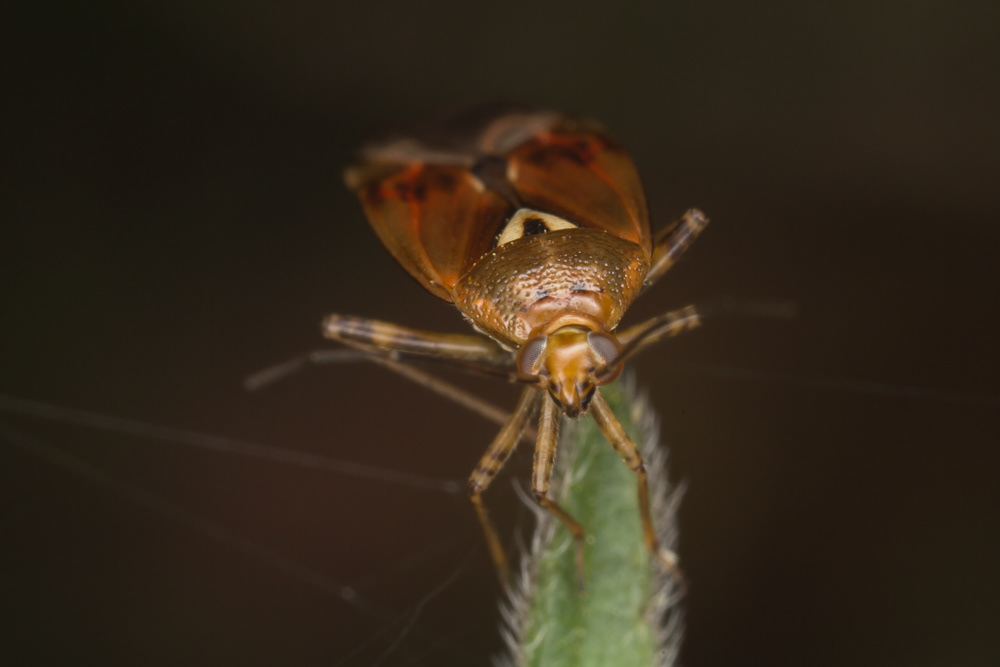 No.80 - The bugs are starting to emerge! I found this (UPDATE - This is NOT a Birch Catkin Bug, it’s a Lygus; I put the wrong picture with this caption - see crazy excuse in comments - many thanks to @penny.metal for flagging up) Lygus sp. in woodland at #RSPBTheLodge. I love bugs - they have such amazing patterns and colours on their wings and bodies. Unlike some other insects such as beetles and flies, bugs develop into adults through incomplete metamorphosis; they don't have a pupal stage. Instead they go through a series of nymph stages, which all look like smaller versions of the adult bug.