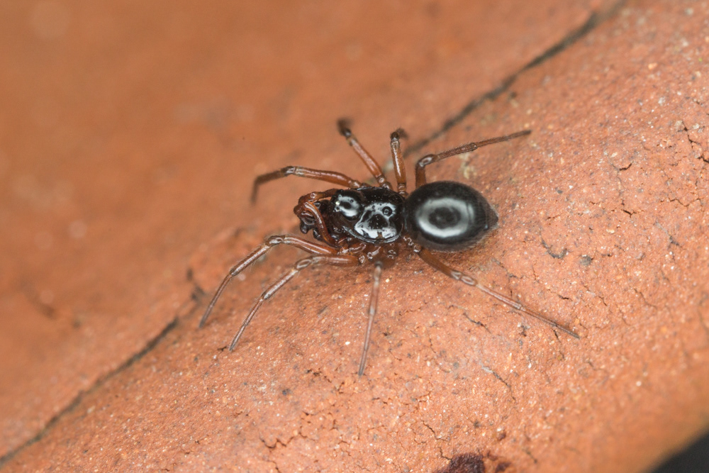 No.16 - A tiny spider soaking up the sun. I think it's a money spider (Linyphiidae) and more specifically Erigone dentipalpis (it has quite a set of pedipalps on it).