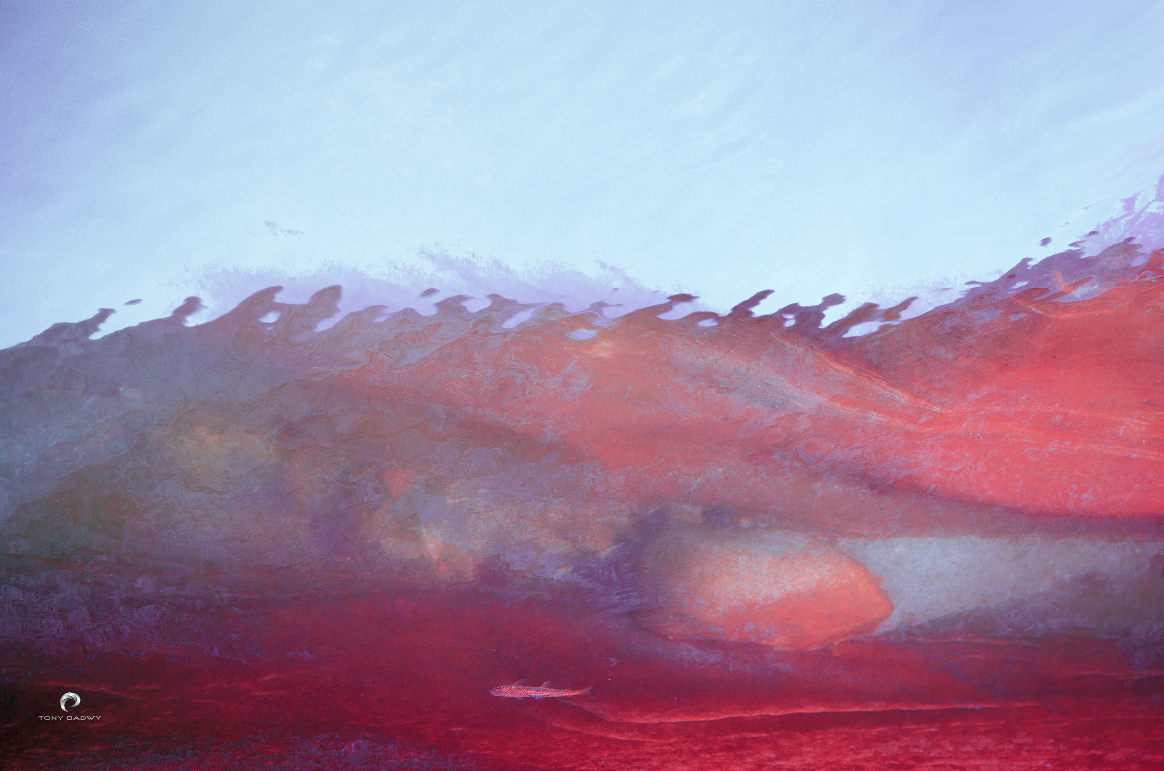 Abstracted naturally ( captured by ©Tony Badwy )