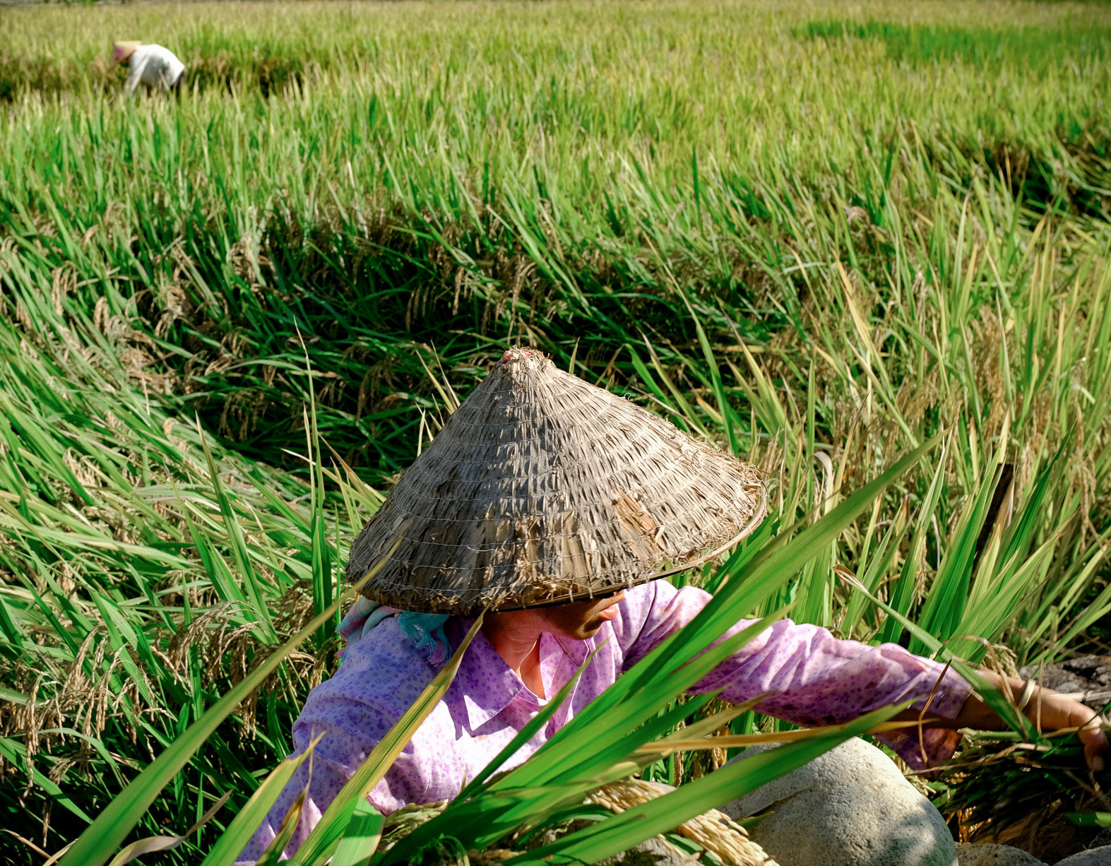Rice worker at harvest, Nam Sai Village, Vietnam 2019