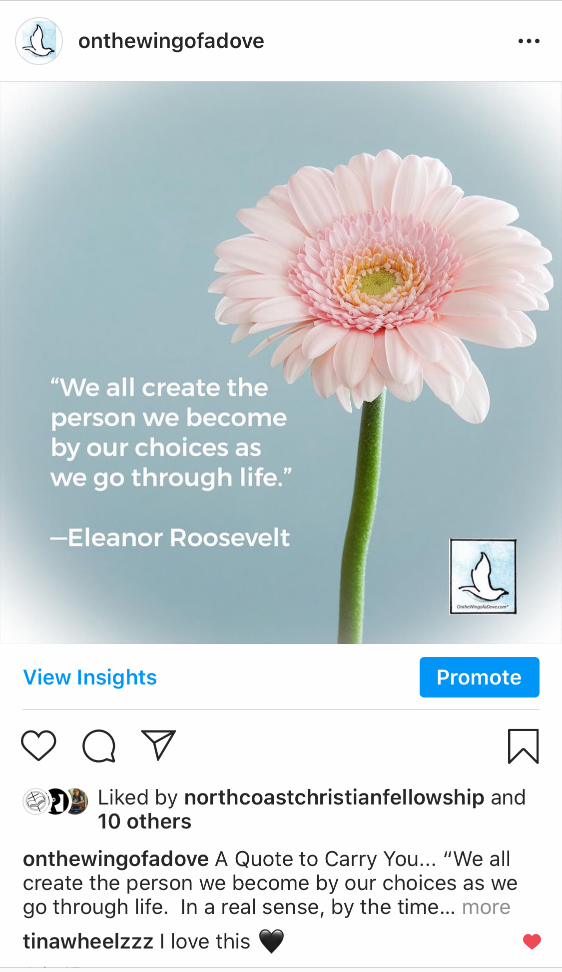 On the Wing of a Dove (Instagram)