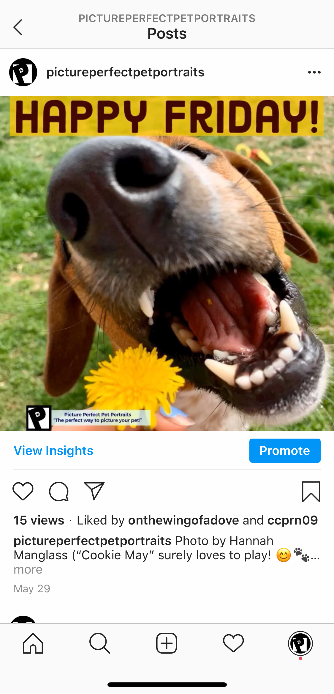 Picture Perfect Pet Portraits - Instagram