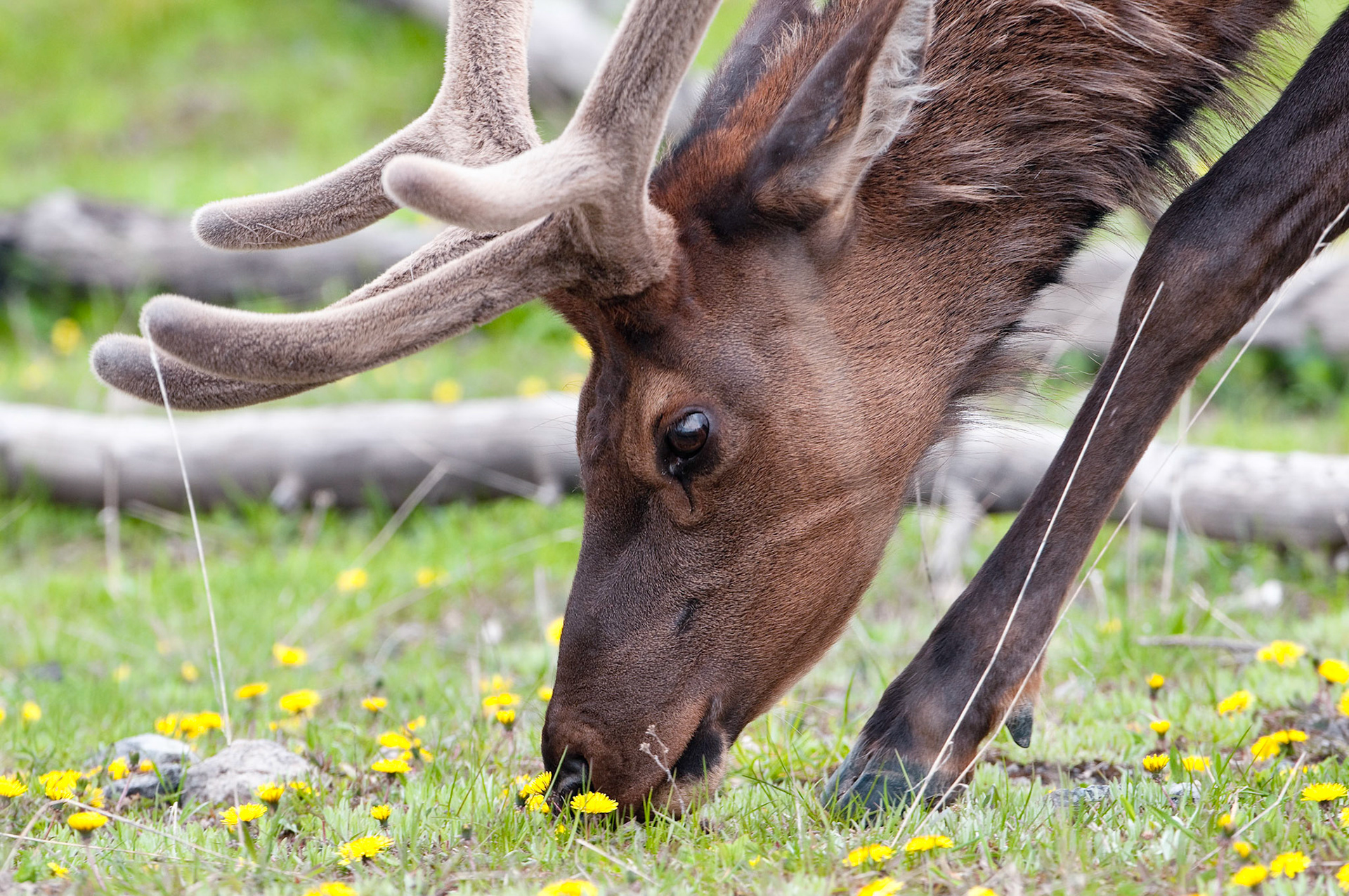 Grazing Elk - Yellowstone National Park, Wyoming