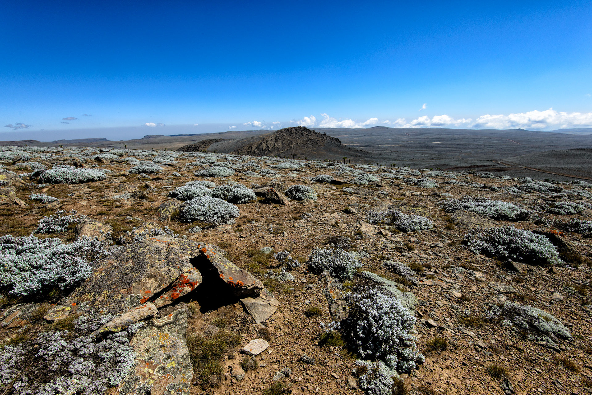 Mount Tullo Deemtu 4,377m - Sanetti Plateau, Bale Mountain National Park, Ethiopia